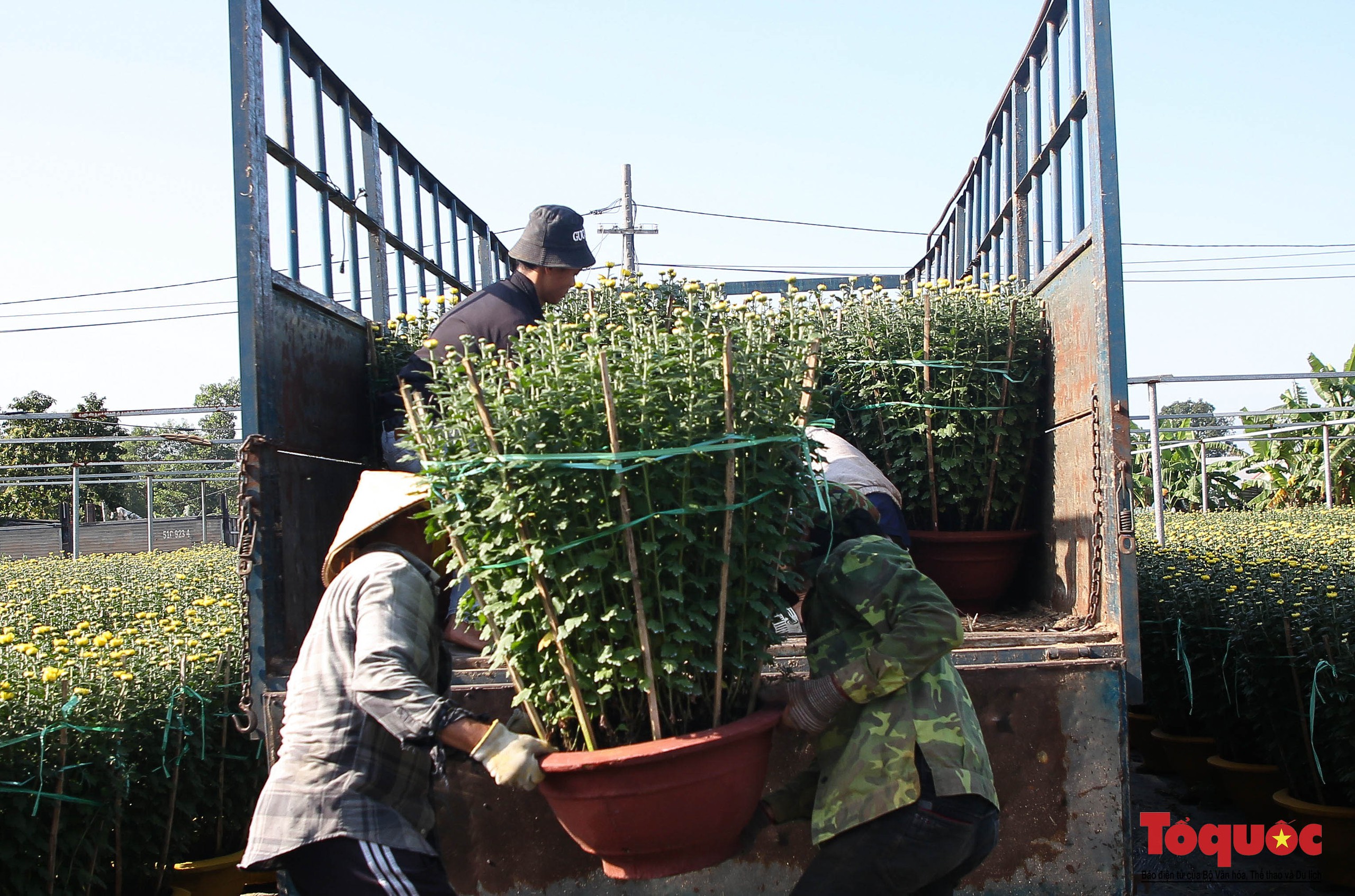 Làng hoa lớn nhất Đà Nẵng tất bật ngày cận Tết - Ảnh 5.