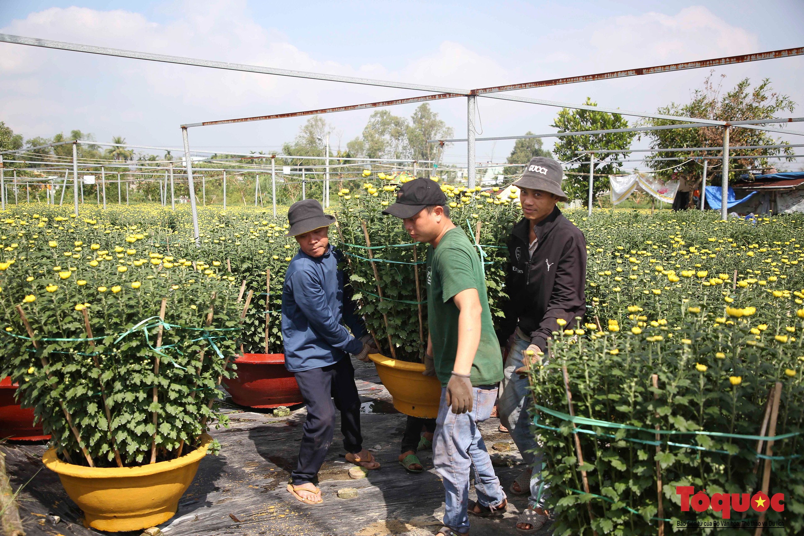 Làng hoa lớn nhất Đà Nẵng tất bật ngày cận Tết - Ảnh 3.