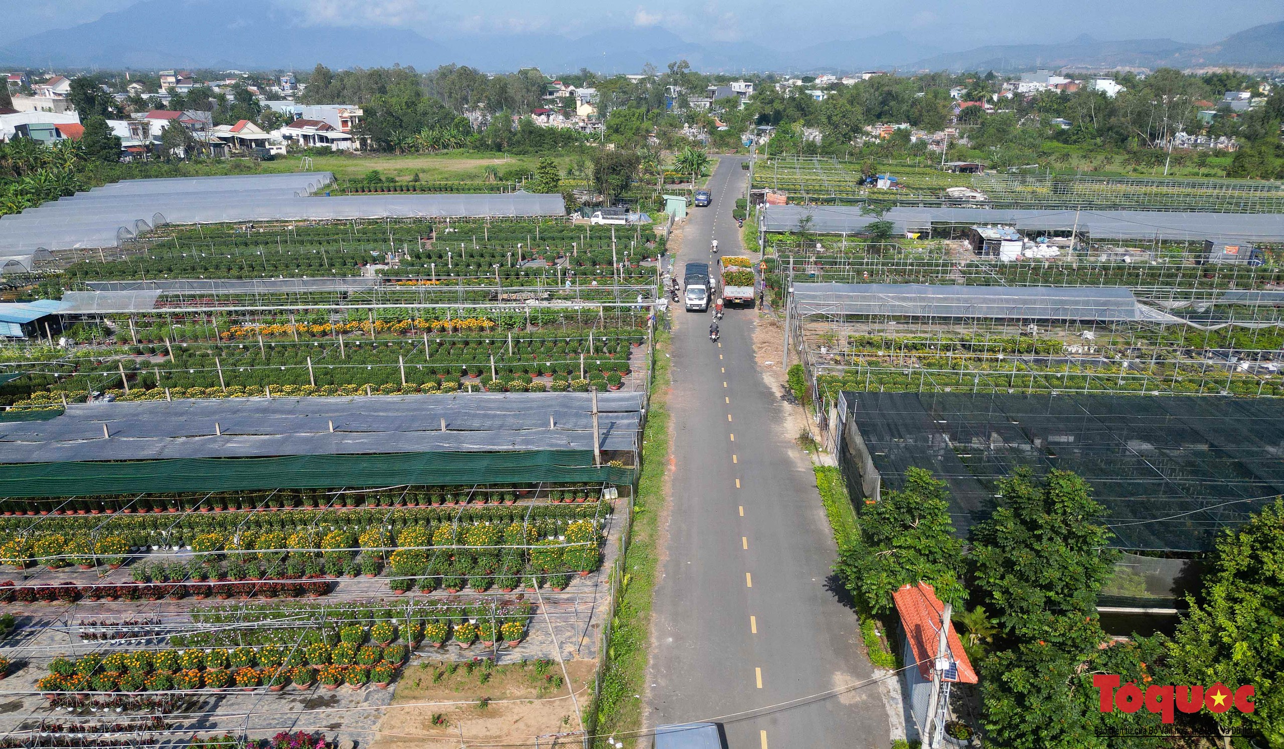 Làng hoa lớn nhất Đà Nẵng tất bật ngày cận Tết - Ảnh 1.