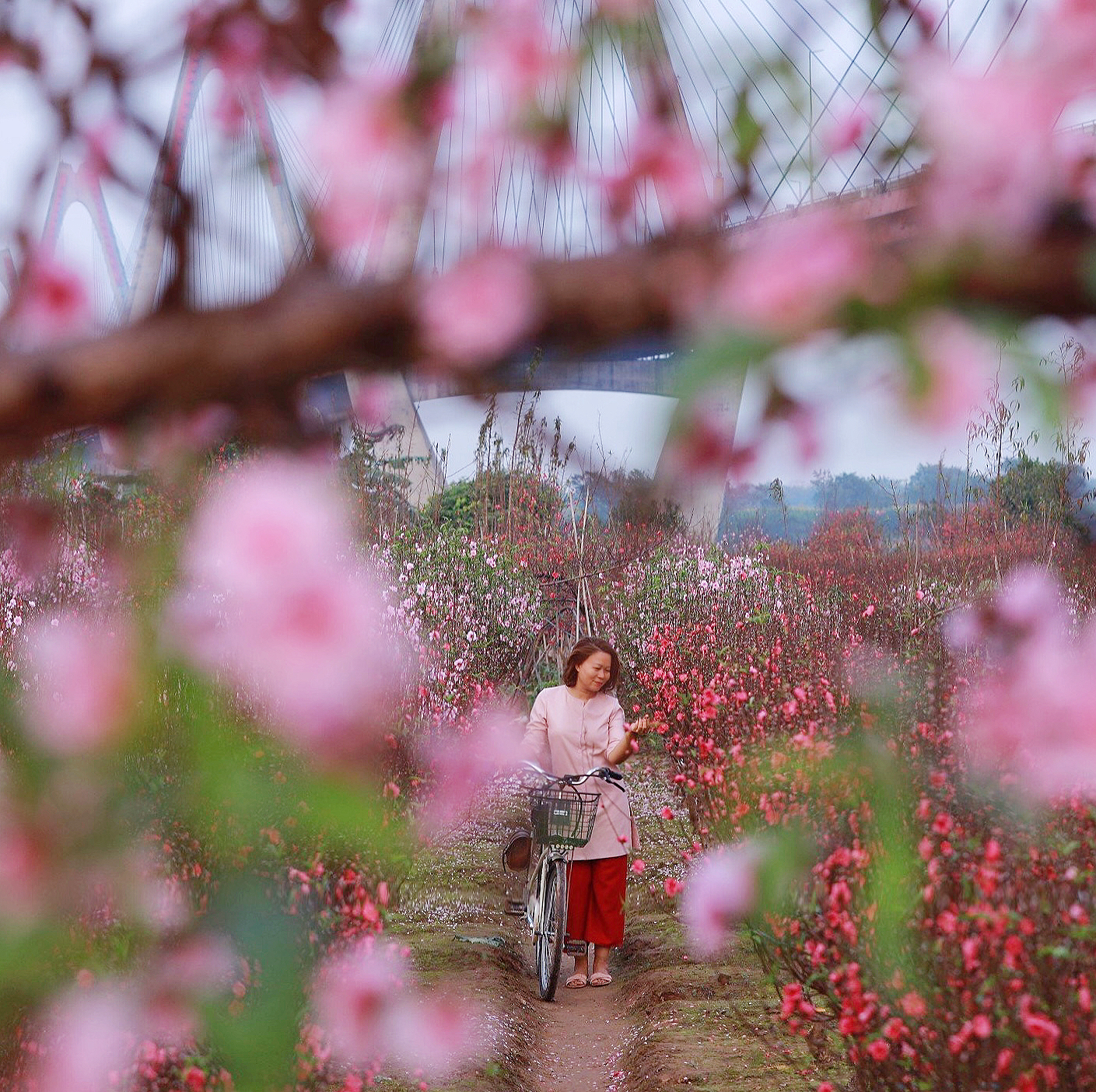 Người phụ nữ gốc Hà Nội kể lại ký ức tuốt lá, khiêng cây, tiết lộ góc chụp ảnh hiếm với vườn đào Nhật Tân - Ảnh 2.
