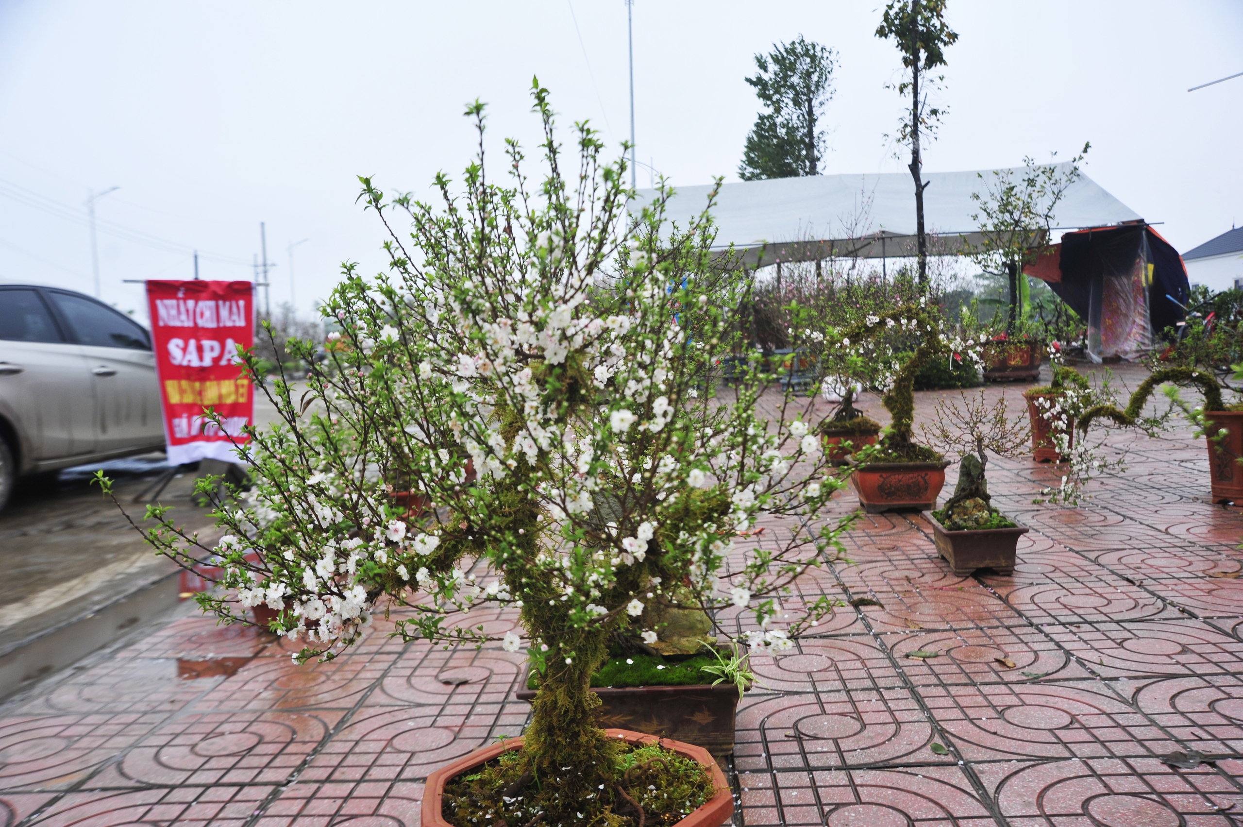 Trao đổi với chúng tôi, anh Lê Văn Tuyến chủ gian hàng duy nhất có loại hoa &quot;Nhất chi lan&quot; tại chợ Xuân, cho biết, tiện thể chuyến buôn từ tây Bắc xuống đồng bằng, gần 1 nghìn cây, anh Tuyến sau khi đổ qua các mối dọc đường còn lại 100 cây đưa về chợ quê để phục vụ khách hàng.  &quot;Mở bán được vài ngày lượng cây đã gần hết, bây giờ còn lại một số loại nhỏ, không đáng kể. Sang năm tôi sẽ mang về nhiều hơn để phục vụ người dân&quot;, anh Tuyến phấn khởi chia sẻ.