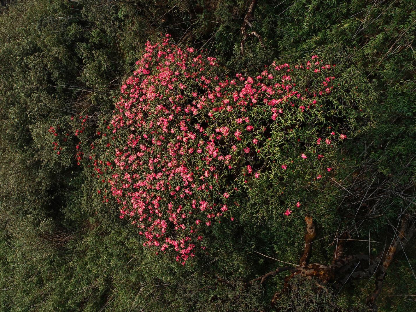 Chiêm ngưỡng vẻ đẹp mê mẩn của rừng hoa Đỗ quyên Fansipan - Ảnh 2.