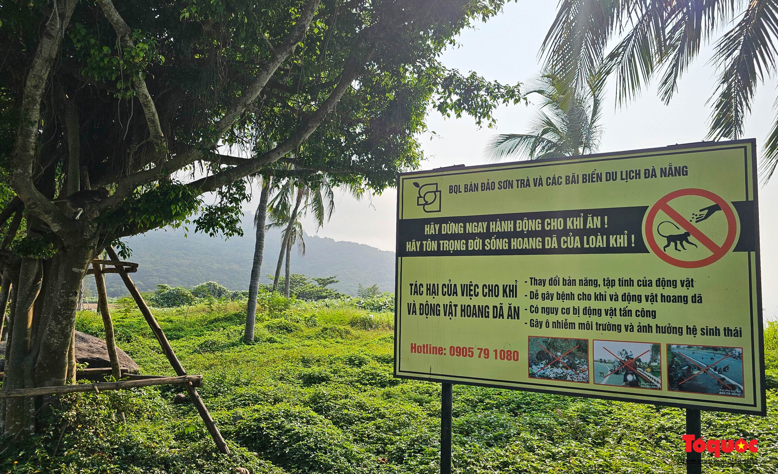 Hơn 700 người nhặt rác, kêu gọi cộng đồng chung tay xây dựng hình ảnh bán đảo Sơn Trà là “điểm đến du lịch Xanh” - Ảnh 16.