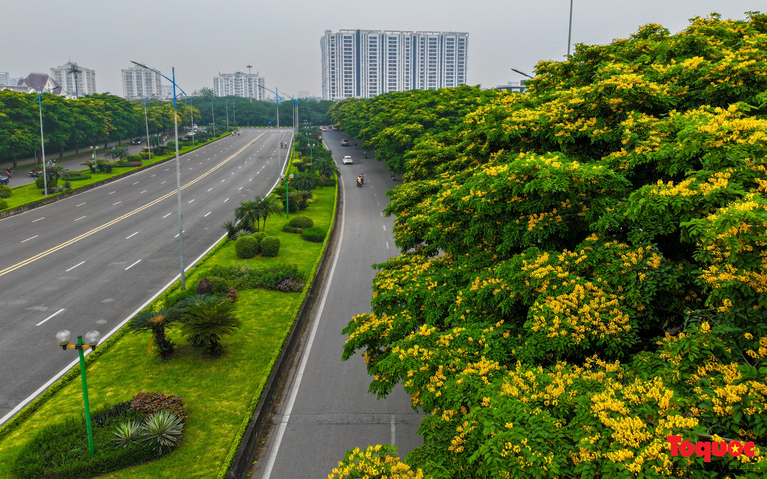 Mùa hoa Giáng Hương &quot;nhuộm&quot; vàng rực rỡ đường phố Hà Nội - Ảnh 1.