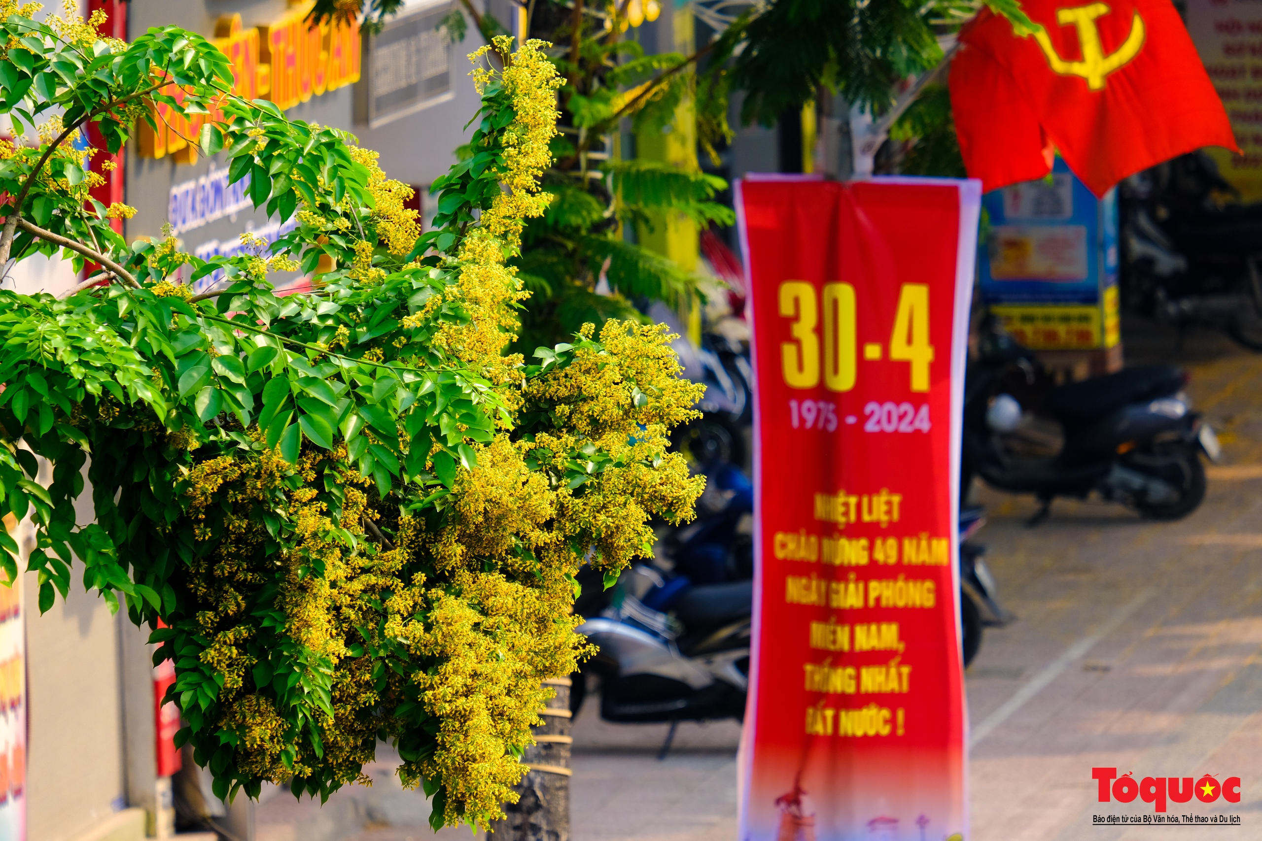 Mùa hoa Giáng Hương &quot;nhuộm&quot; vàng rực rỡ đường phố Hà Nội - Ảnh 17.