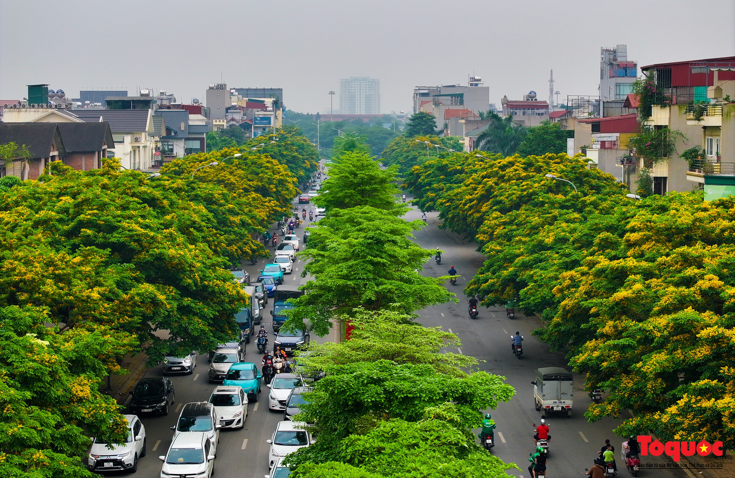 Mùa hoa Giáng Hương &quot;nhuộm&quot; vàng rực rỡ đường phố Hà Nội - Ảnh 2.