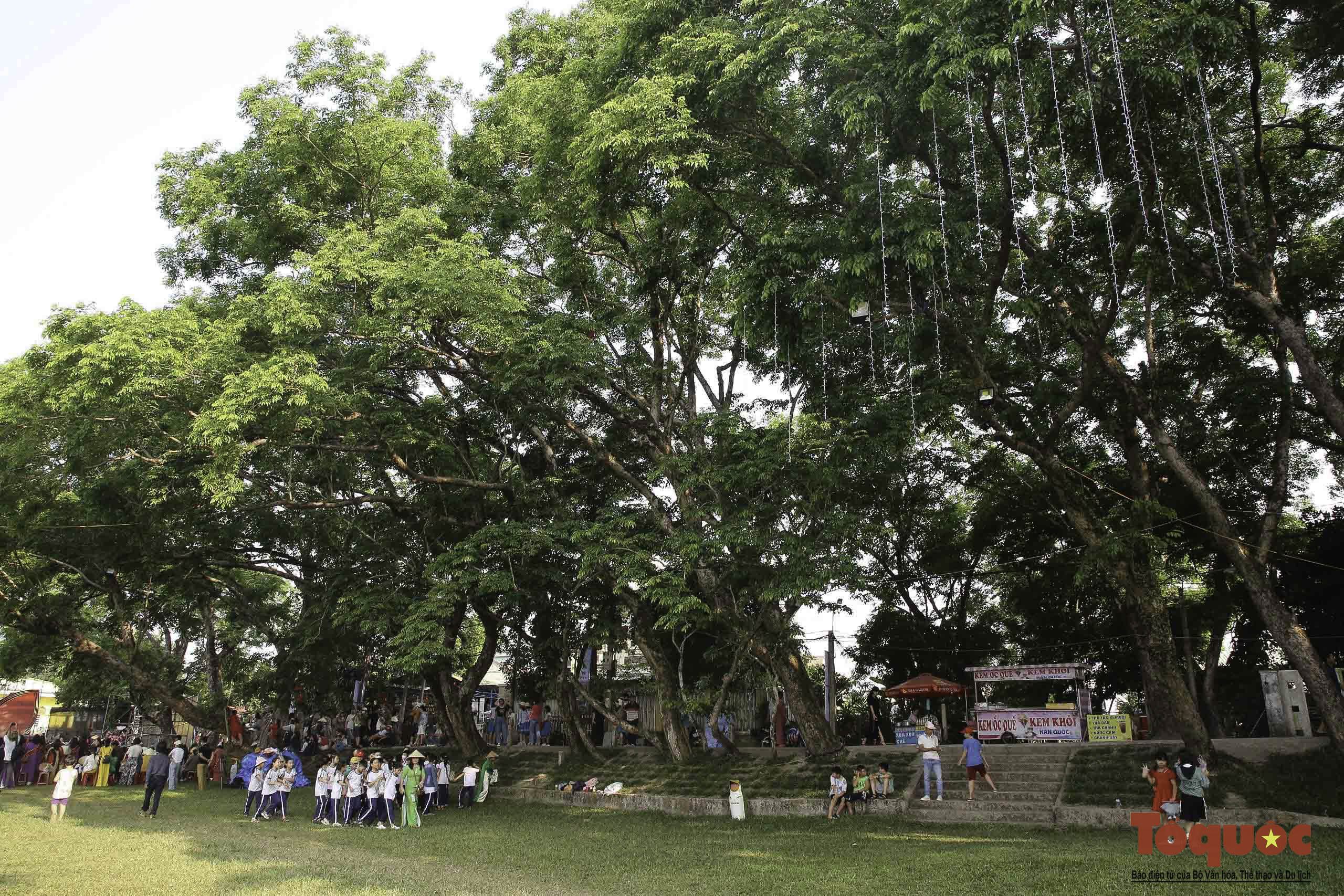 Hình ảnh quần thể 9 cây giáng hương ấn trăm tuổi ở Quảng Nam vừa được công nhận Cây Di sản - Ảnh 14.