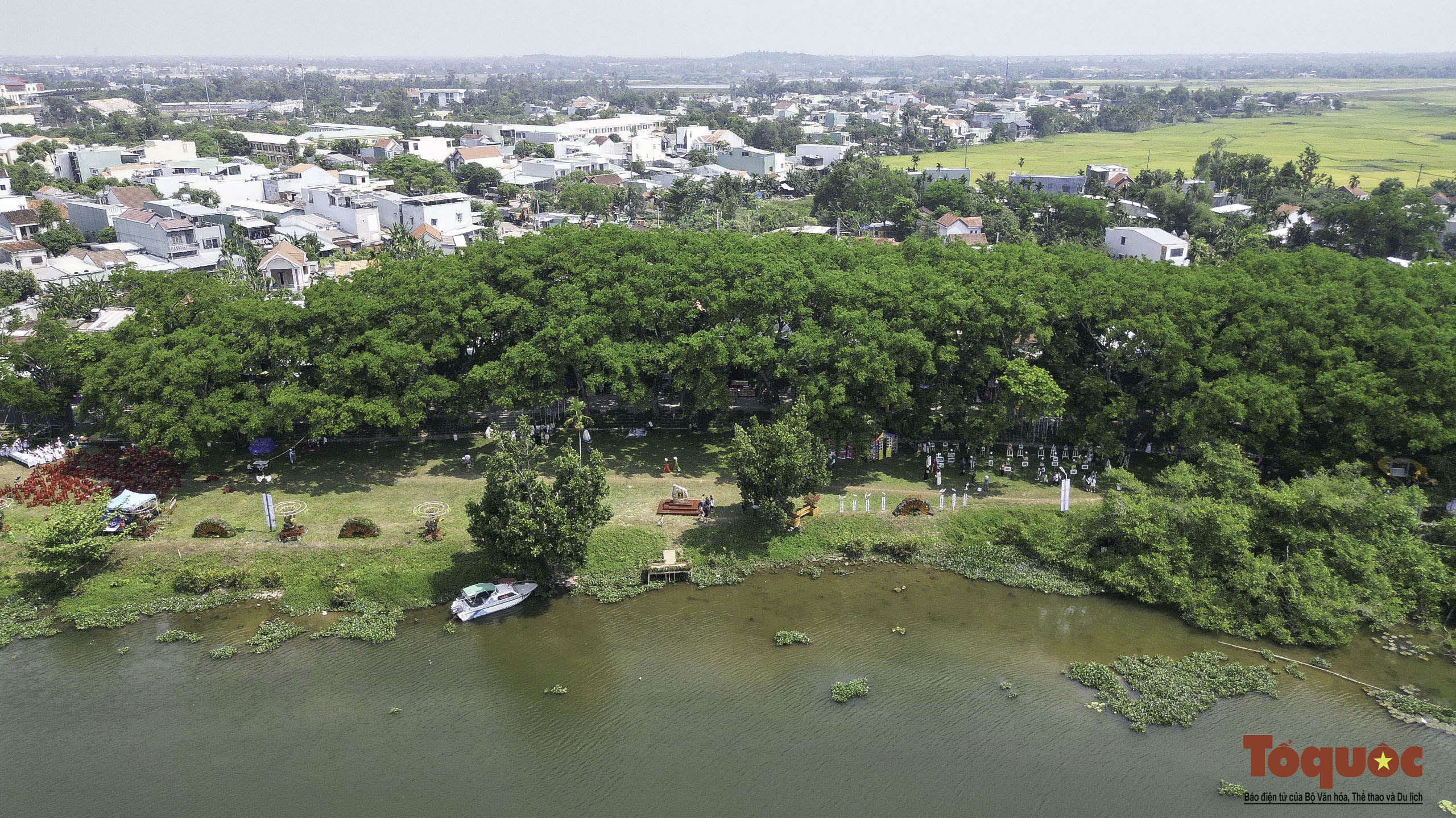 Hình ảnh quần thể 9 cây giáng hương ấn trăm tuổi ở Quảng Nam vừa được công nhận Cây Di sản - Ảnh 2.