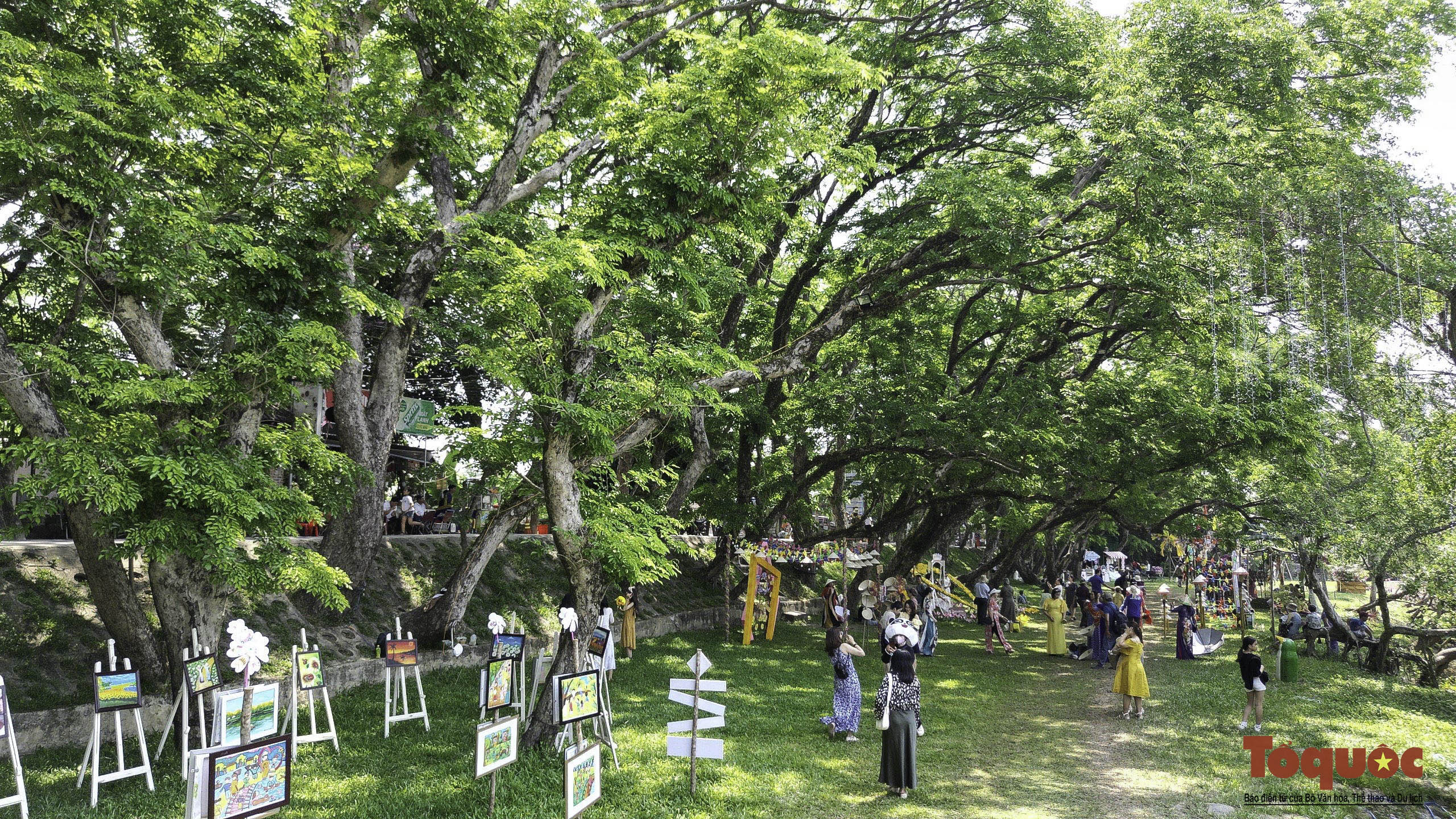 Hình ảnh quần thể 9 cây giáng hương ấn trăm tuổi ở Quảng Nam vừa được công nhận Cây Di sản - Ảnh 4.