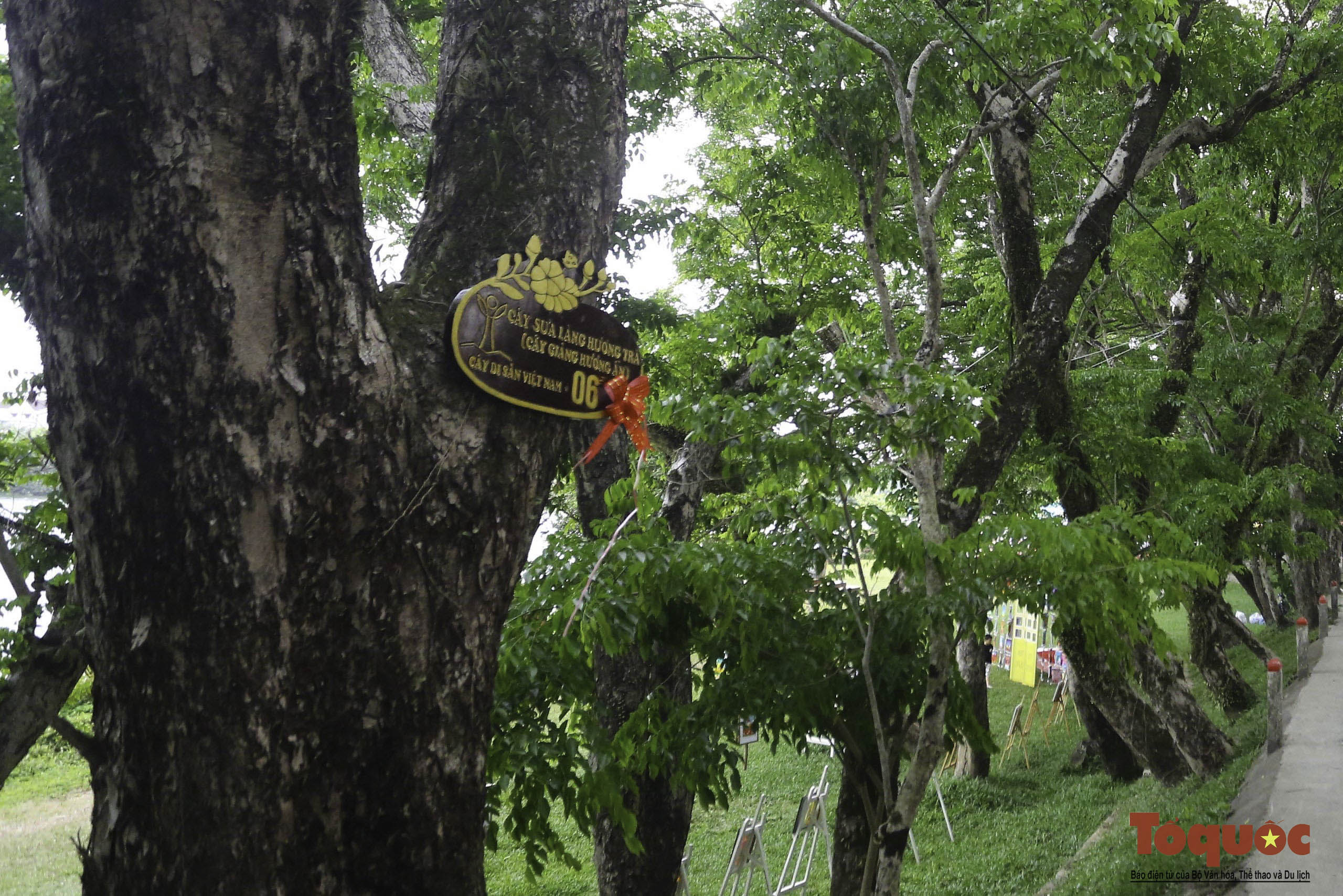 Hình ảnh quần thể 9 cây giáng hương ấn trăm tuổi ở Quảng Nam vừa được công nhận Cây Di sản - Ảnh 5.