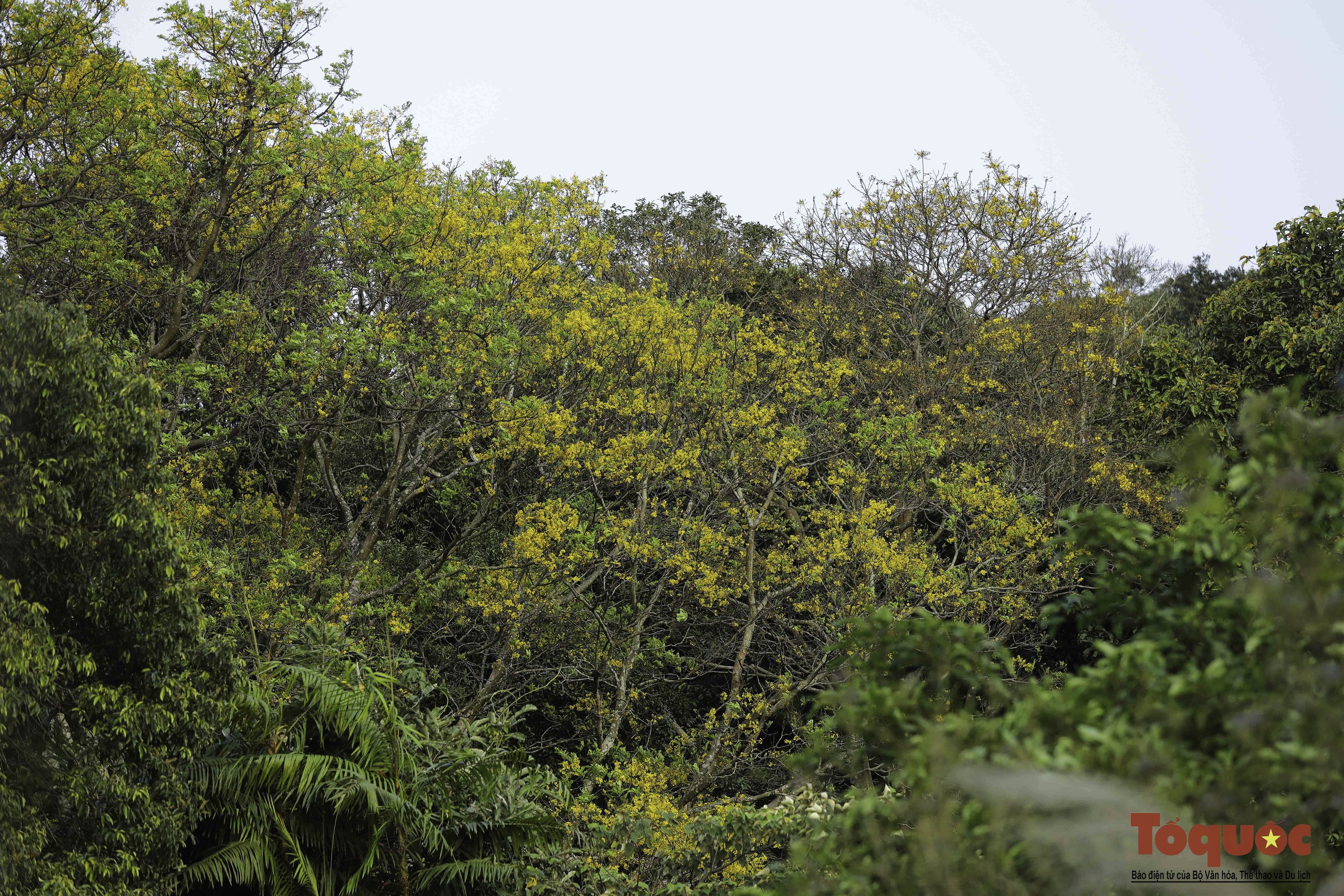 Mê mẩn mùa hoa lim xẹt nở vàng rực trên bán đảo Sơn Trà - Ảnh 1.