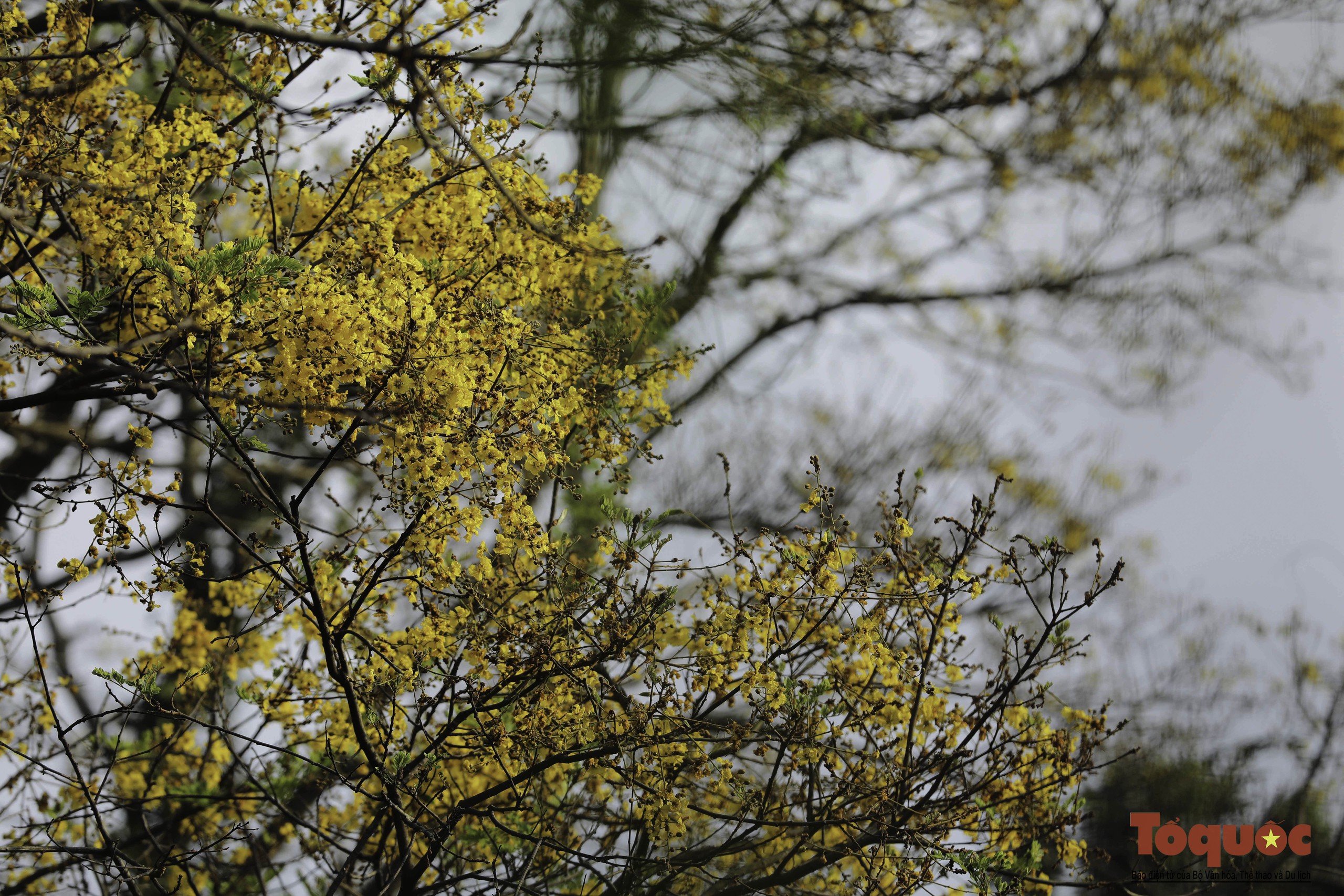 Mê mẩn mùa hoa lim xẹt nở vàng rực trên bán đảo Sơn Trà - Ảnh 15.