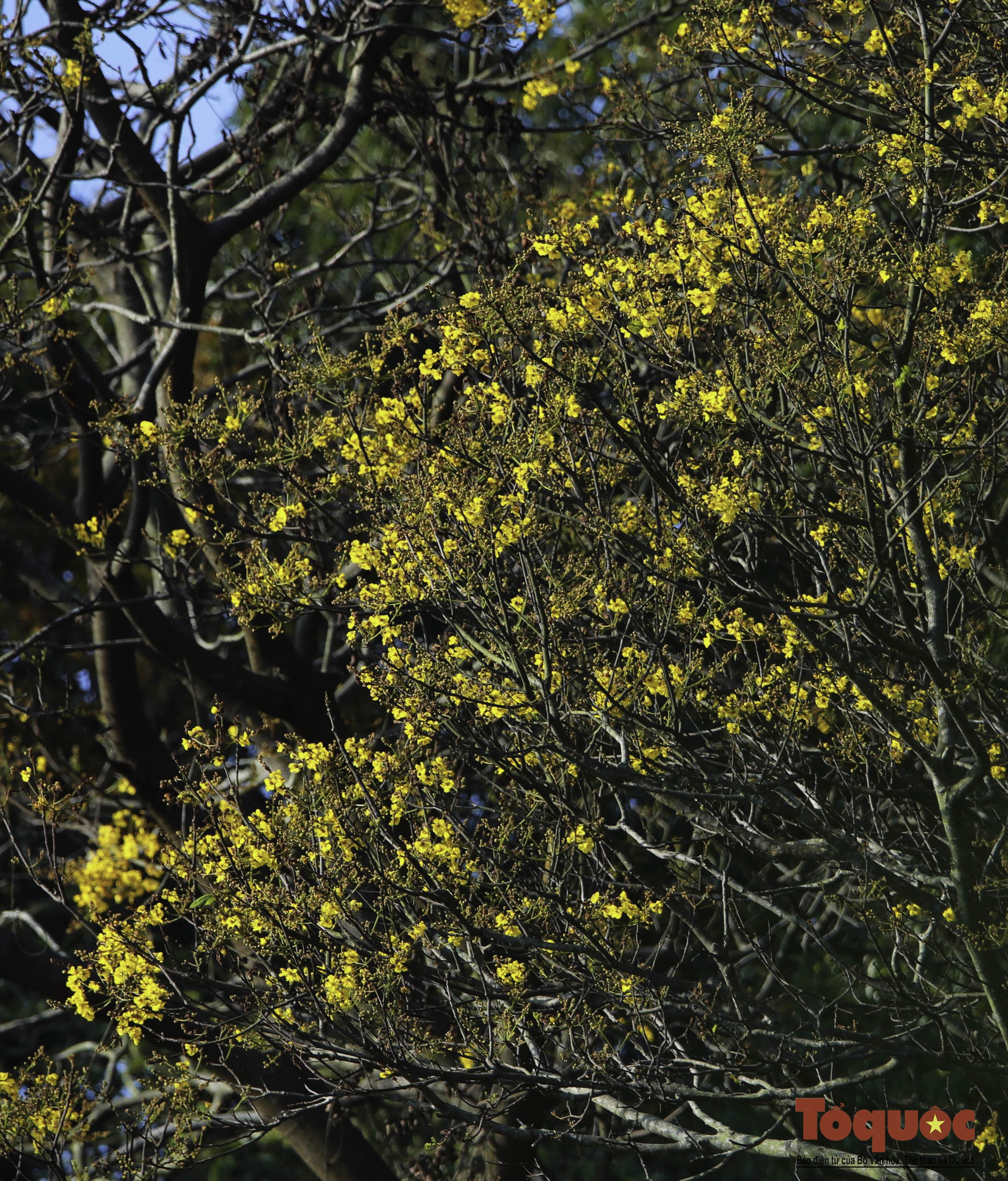 Mê mẩn mùa hoa lim xẹt nở vàng rực trên bán đảo Sơn Trà - Ảnh 17.