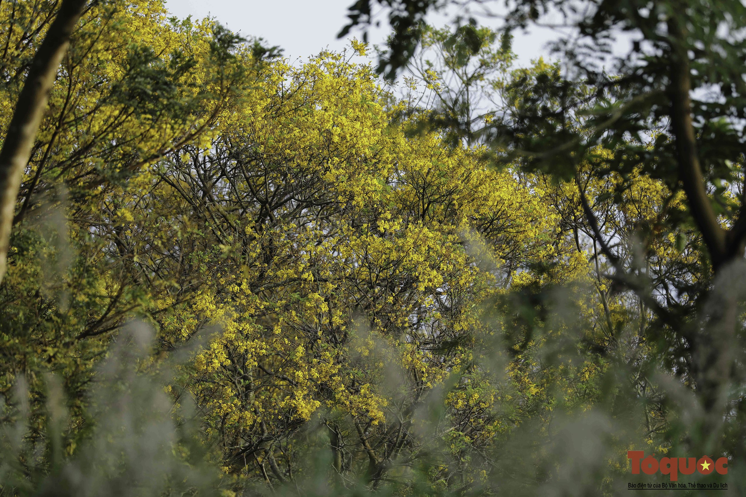 Mê mẩn mùa hoa lim xẹt nở vàng rực trên bán đảo Sơn Trà - Ảnh 2.