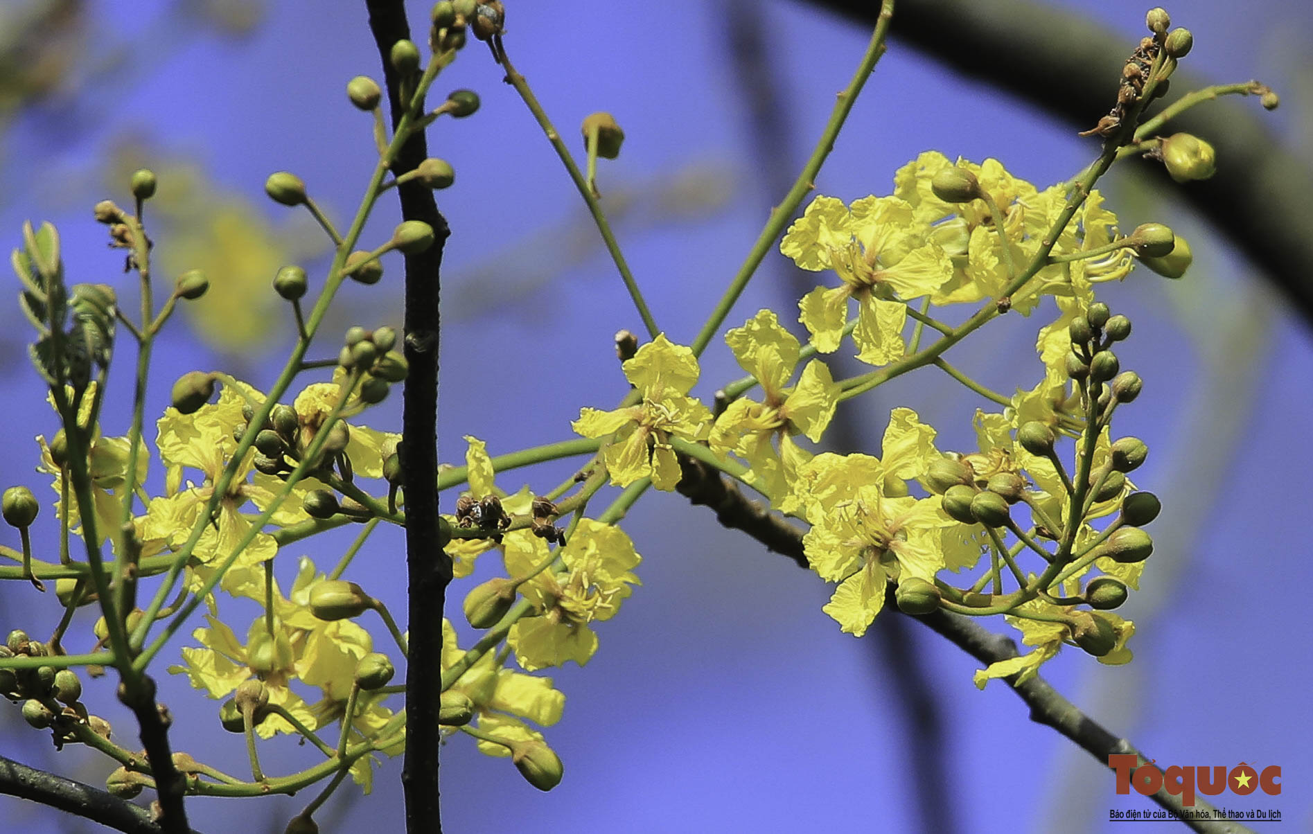 Mê mẩn mùa hoa lim xẹt nở vàng rực trên bán đảo Sơn Trà - Ảnh 4.