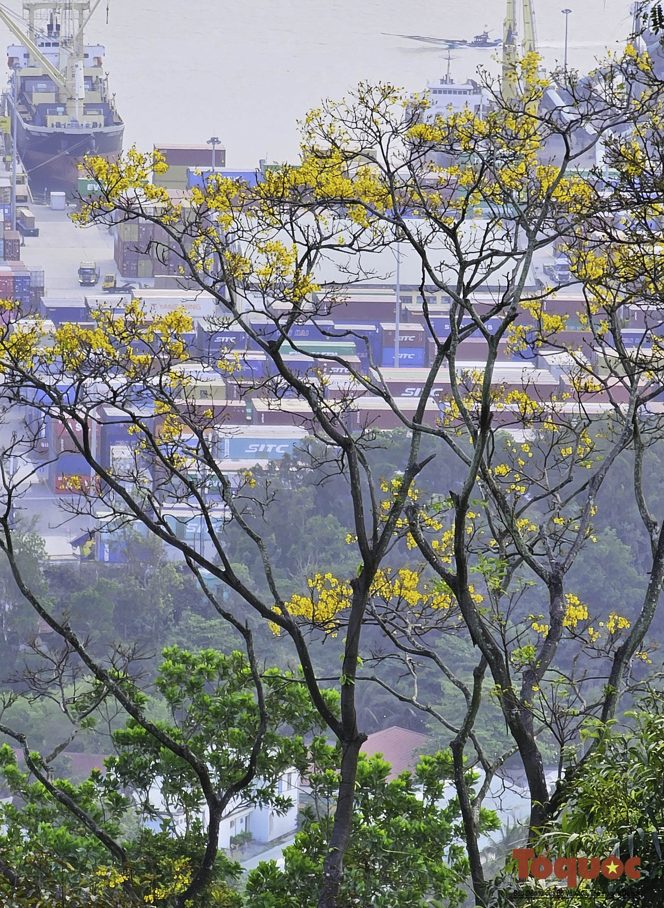 Mê mẩn mùa hoa lim xẹt nở vàng rực trên bán đảo Sơn Trà - Ảnh 14.