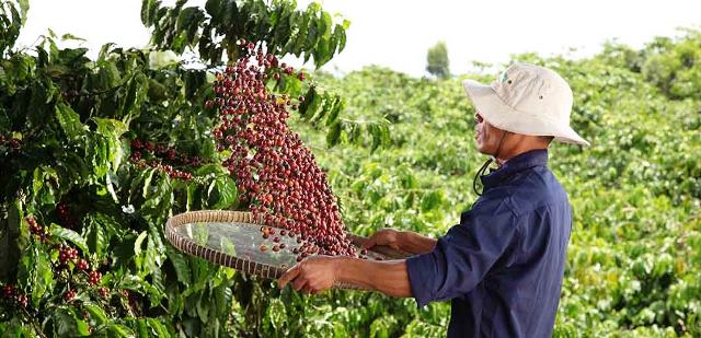 Nestlé công bố báo cáo tiến độ Chương trình NESCAFÉ Plan 2030: Tăng cường áp dụng nông nghiệp tái sinh, tăng năng suất và giảm phát thải khí nhà kính - Ảnh 1.