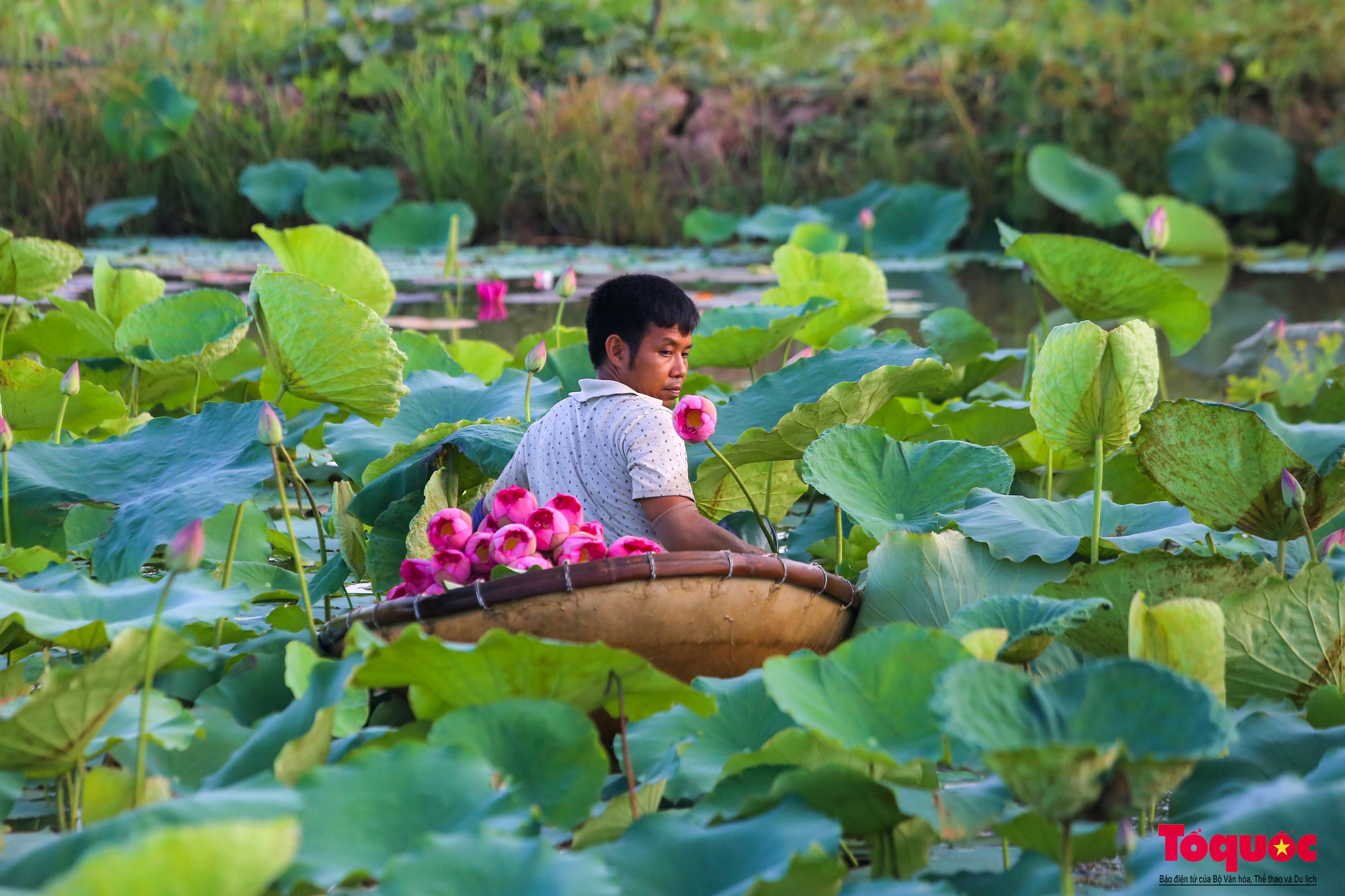 Tháng 6 về Hà Nội thơm vị trà sen - Ảnh 2.