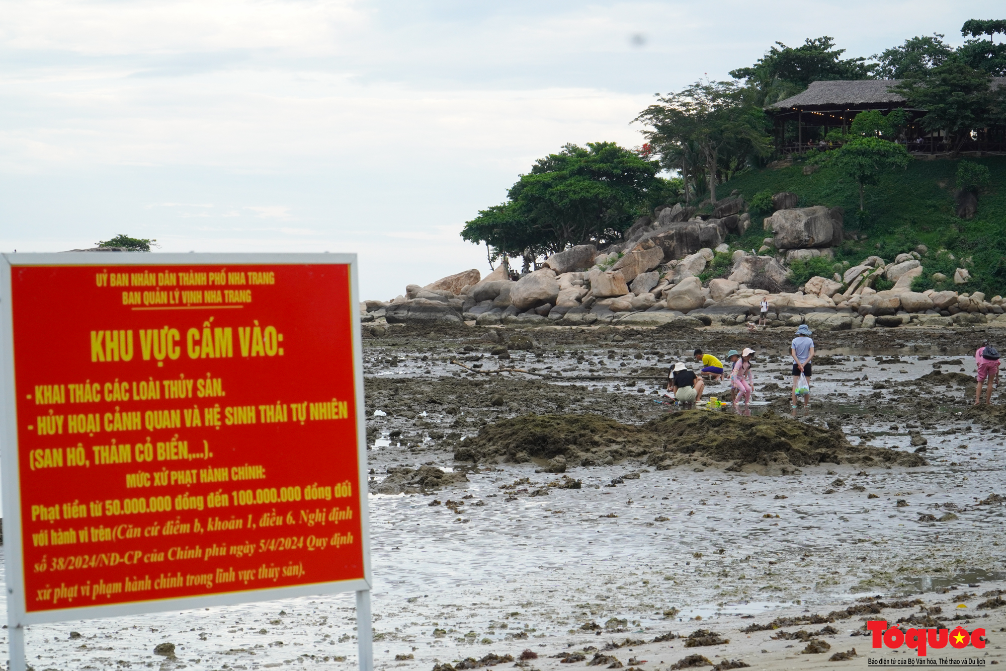 Cảnh báo xâm hại rạn san hô gần bờ ở vịnh Nha Trang - Ảnh 2.