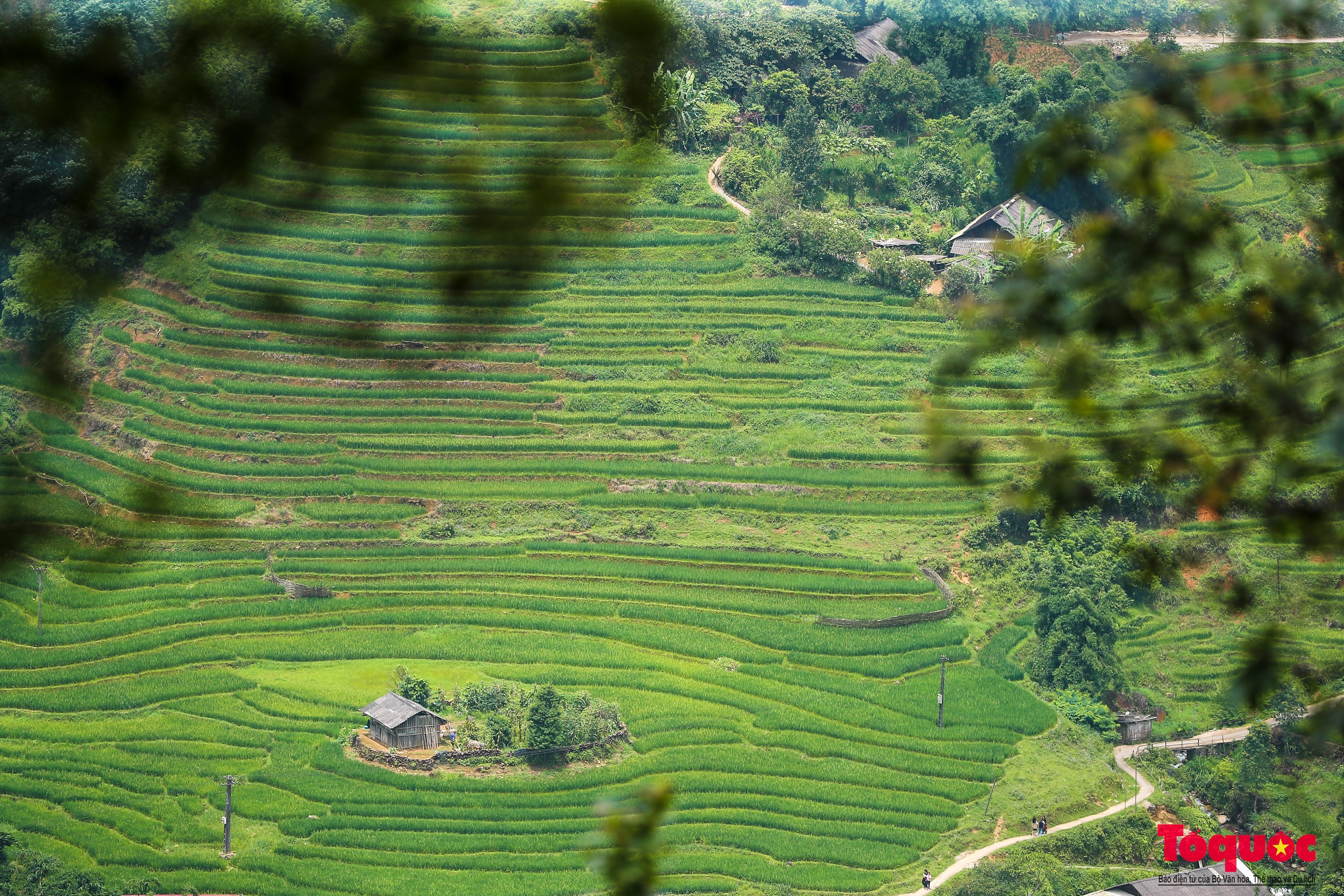 Mùa lúa non xanh mướt trên ruộng bậc thang Sa Pa - Ảnh 3.