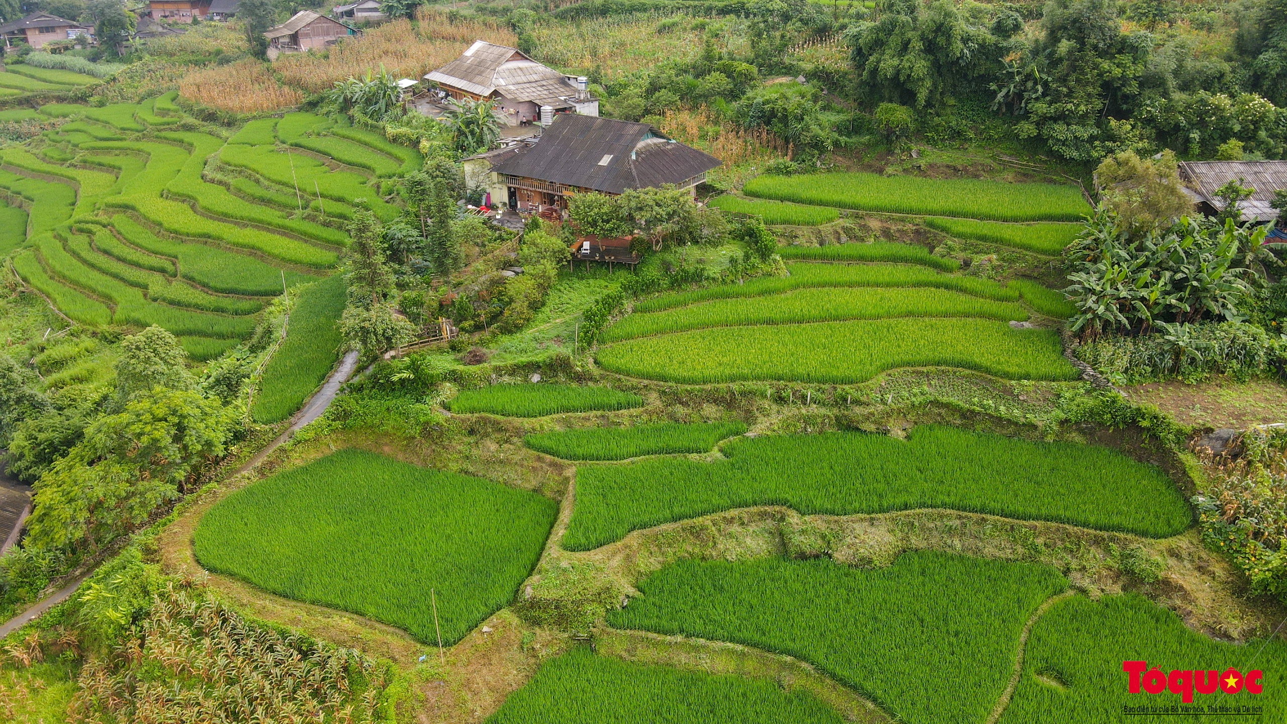 Mùa lúa non xanh mướt trên ruộng bậc thang Sa Pa - Ảnh 15.