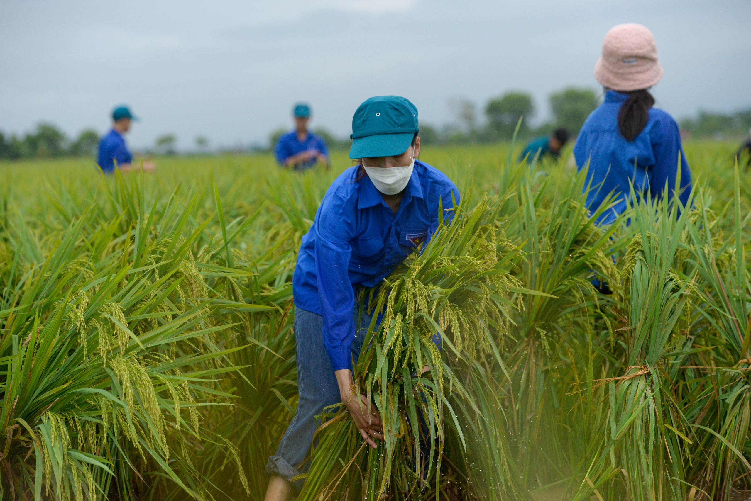 Công an, dân quân, thanh niên... xuống đồng &quot;dựng&quot; lúa giúp dân sau mưa bão số 3 - Ảnh 6.