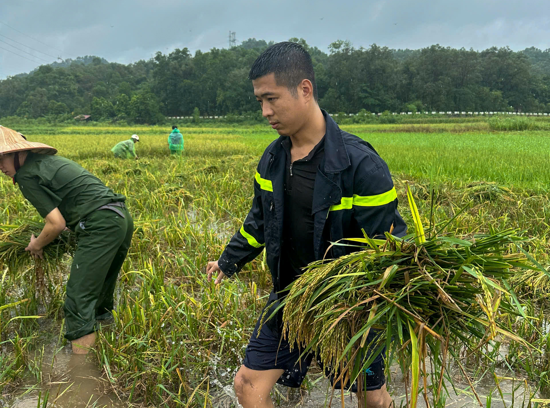 Công an, dân quân, thanh niên... xuống đồng &quot;dựng&quot; lúa giúp dân sau mưa bão số 3 - Ảnh 15.