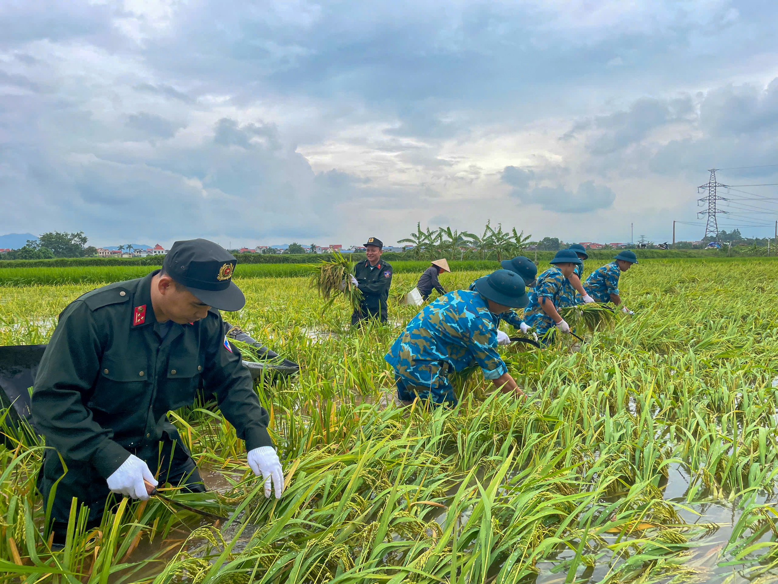 Công an, dân quân, thanh niên... xuống đồng &quot;dựng&quot; lúa giúp dân sau mưa bão số 3 - Ảnh 10.