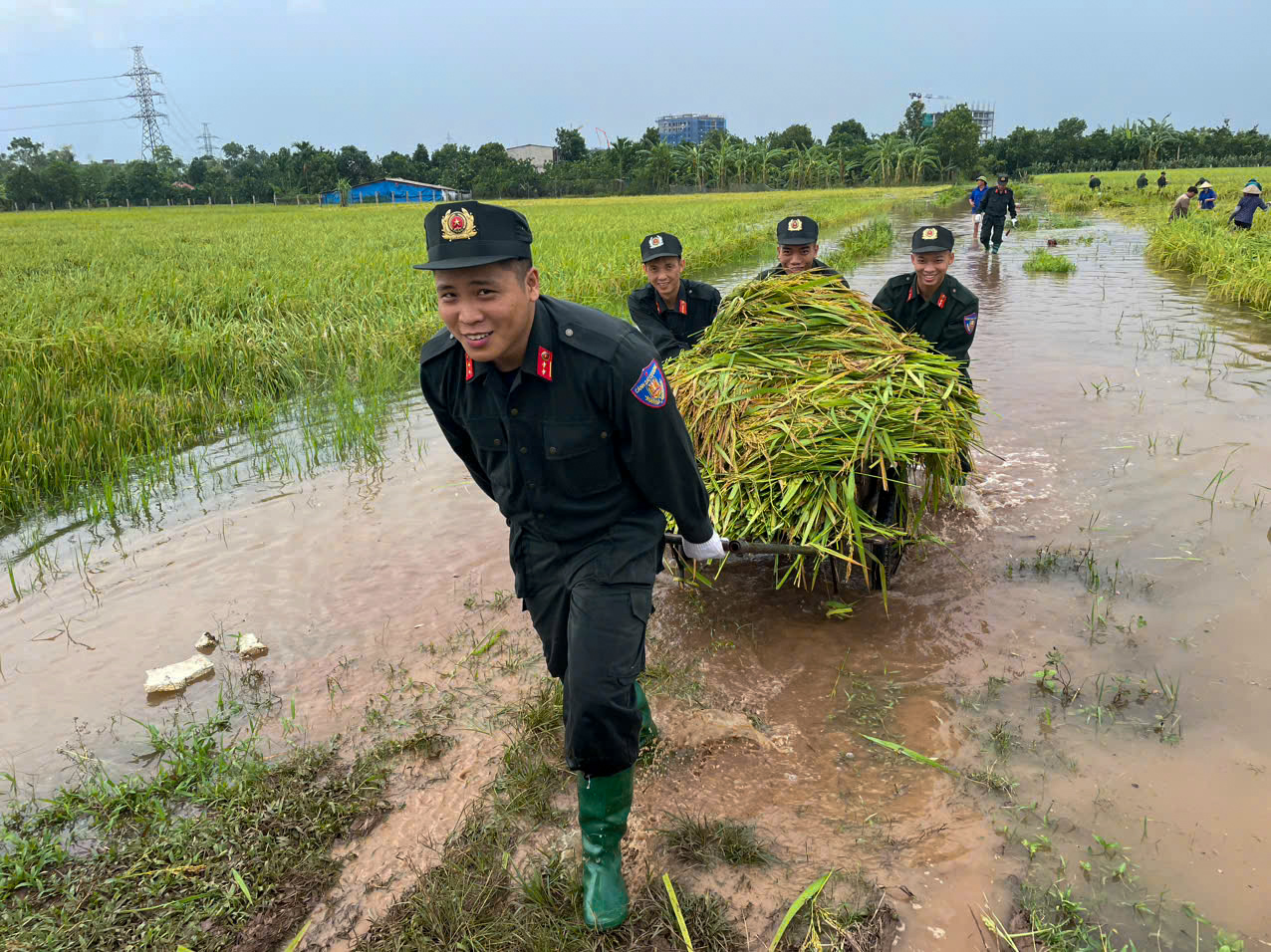 Công an, dân quân, thanh niên... xuống đồng &quot;dựng&quot; lúa giúp dân sau mưa bão số 3 - Ảnh 16.