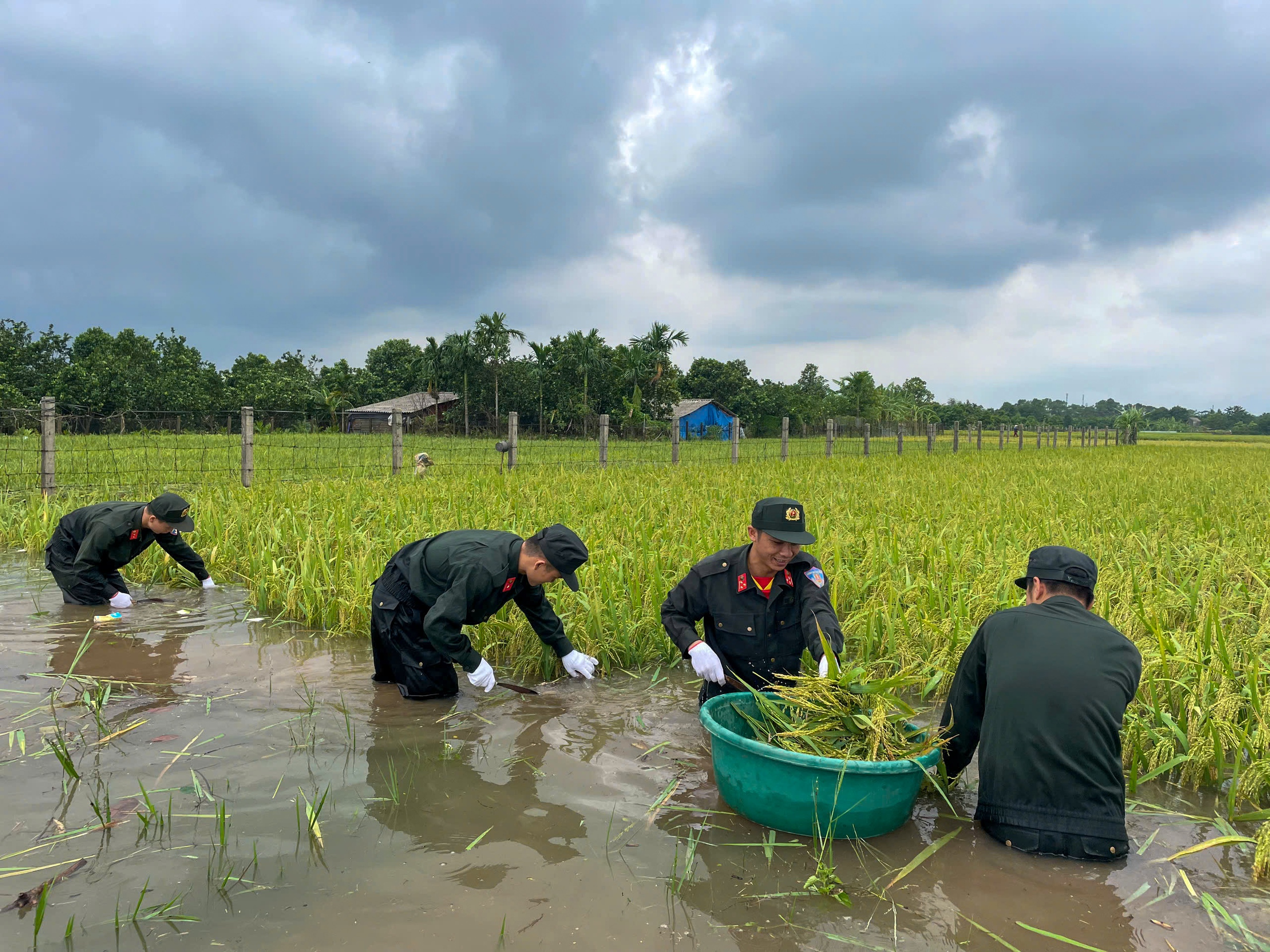 Công an, dân quân, thanh niên... xuống đồng &quot;dựng&quot; lúa giúp dân sau mưa bão số 3 - Ảnh 11.