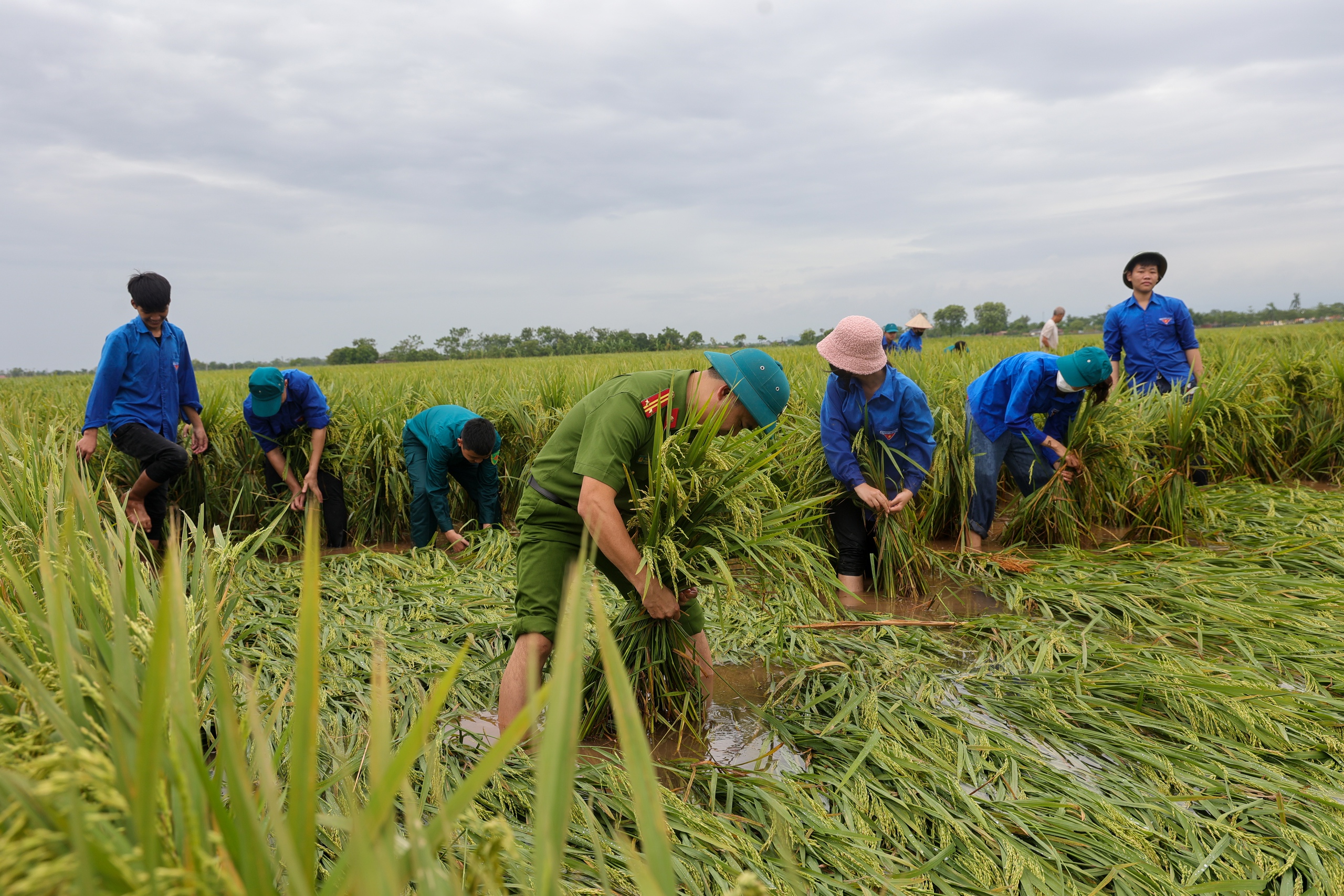 Công an, dân quân, thanh niên... xuống đồng &quot;dựng&quot; lúa giúp dân sau mưa bão số 3 - Ảnh 7.