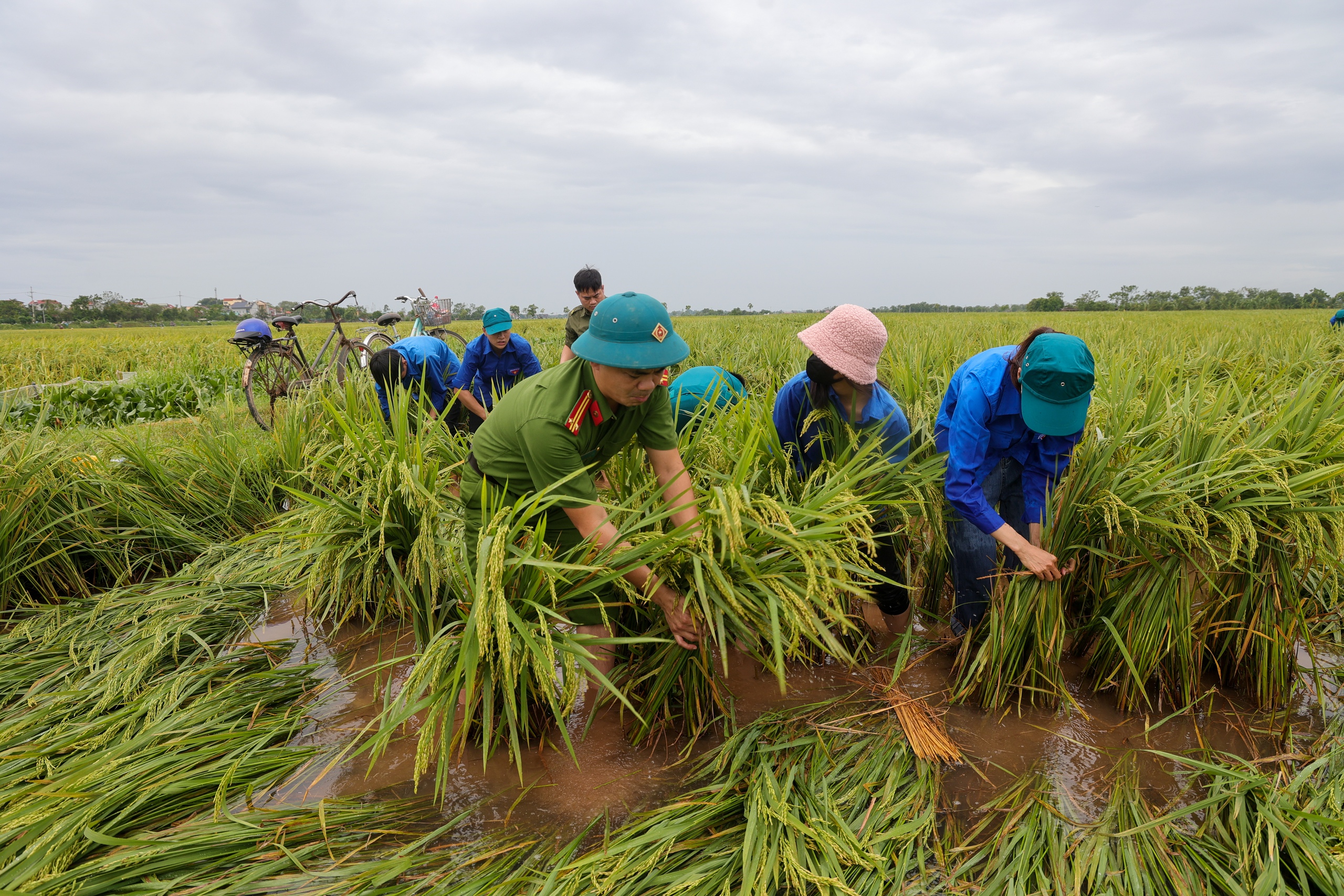 Công an, dân quân, thanh niên... xuống đồng &quot;dựng&quot; lúa giúp dân sau mưa bão số 3 - Ảnh 4.