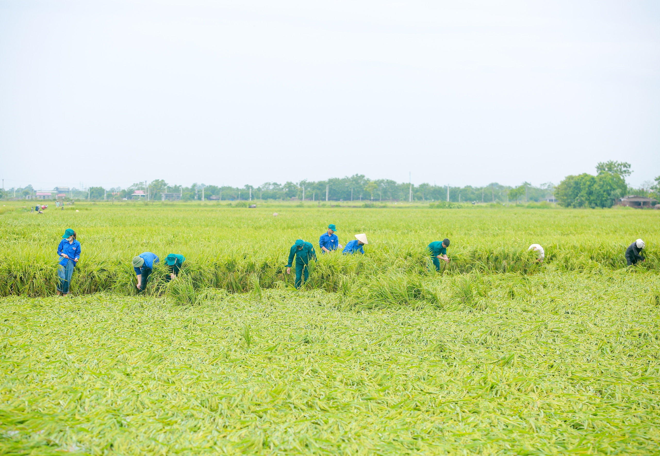 Công an, dân quân, thanh niên... xuống đồng &quot;dựng&quot; lúa giúp dân sau mưa bão số 3 - Ảnh 3.