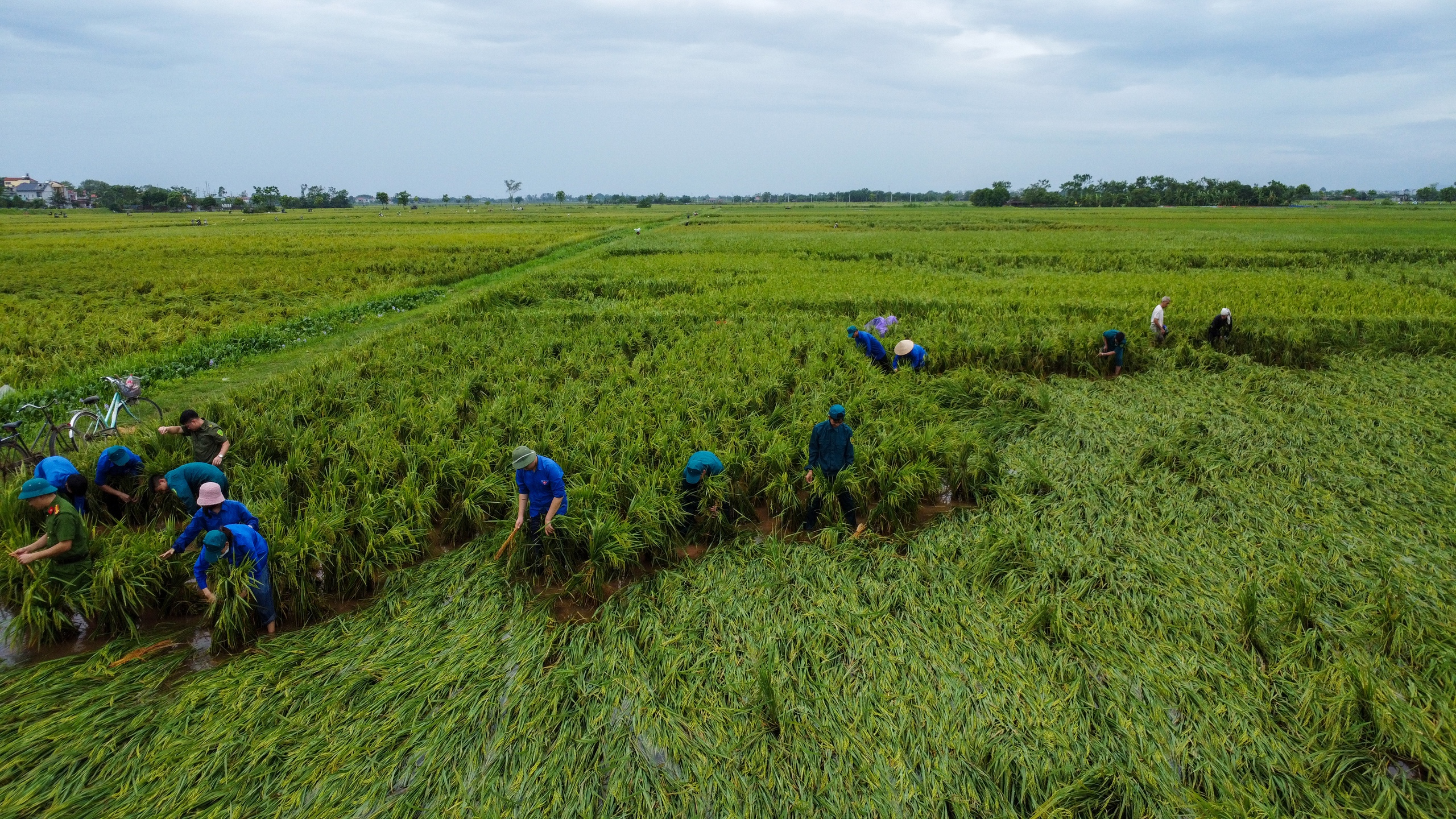 Công an, dân quân, thanh niên... xuống đồng &quot;dựng&quot; lúa giúp dân sau mưa bão số 3 - Ảnh 9.