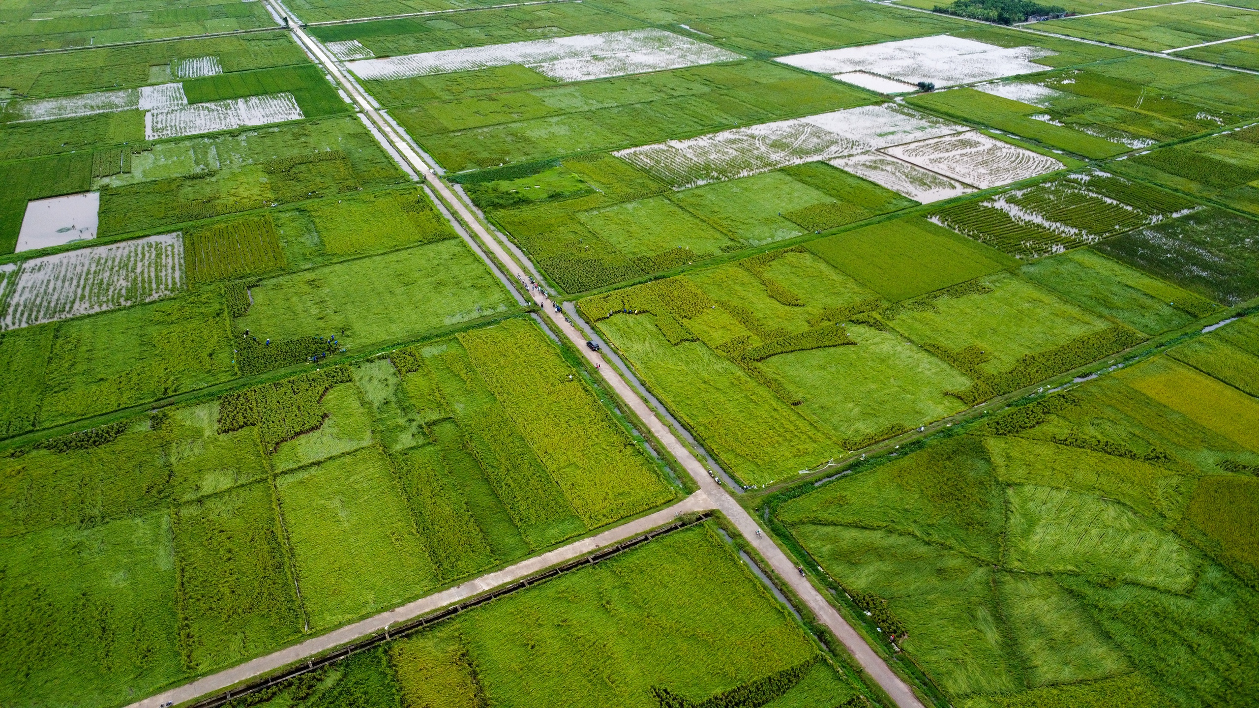 Công an, dân quân, thanh niên... xuống đồng &quot;dựng&quot; lúa giúp dân sau mưa bão số 3 - Ảnh 1.