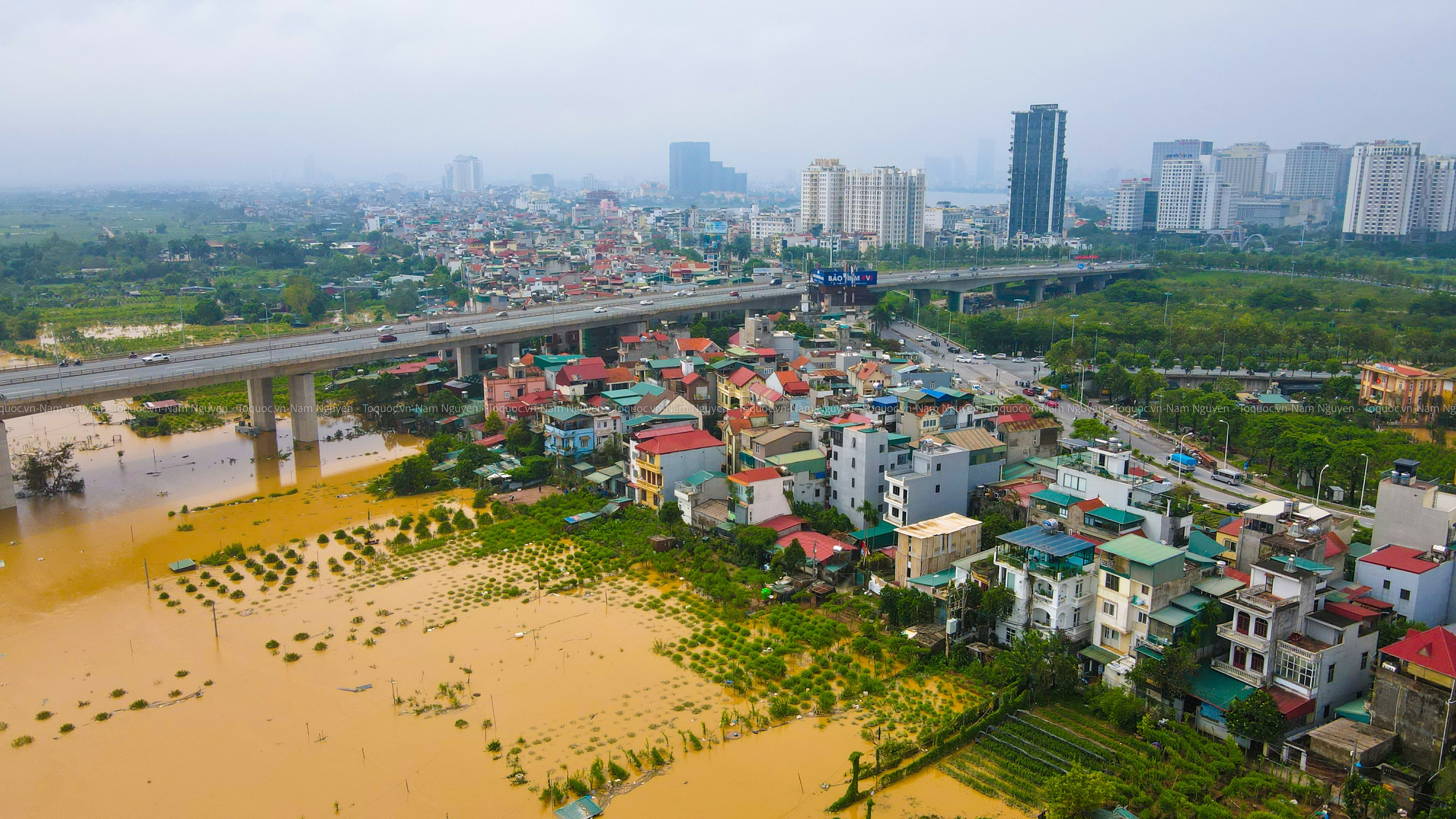 Lũ sông Hồng nhấn chìm vùng đào Nhật Tân và Phú Thượng - Ảnh 2.