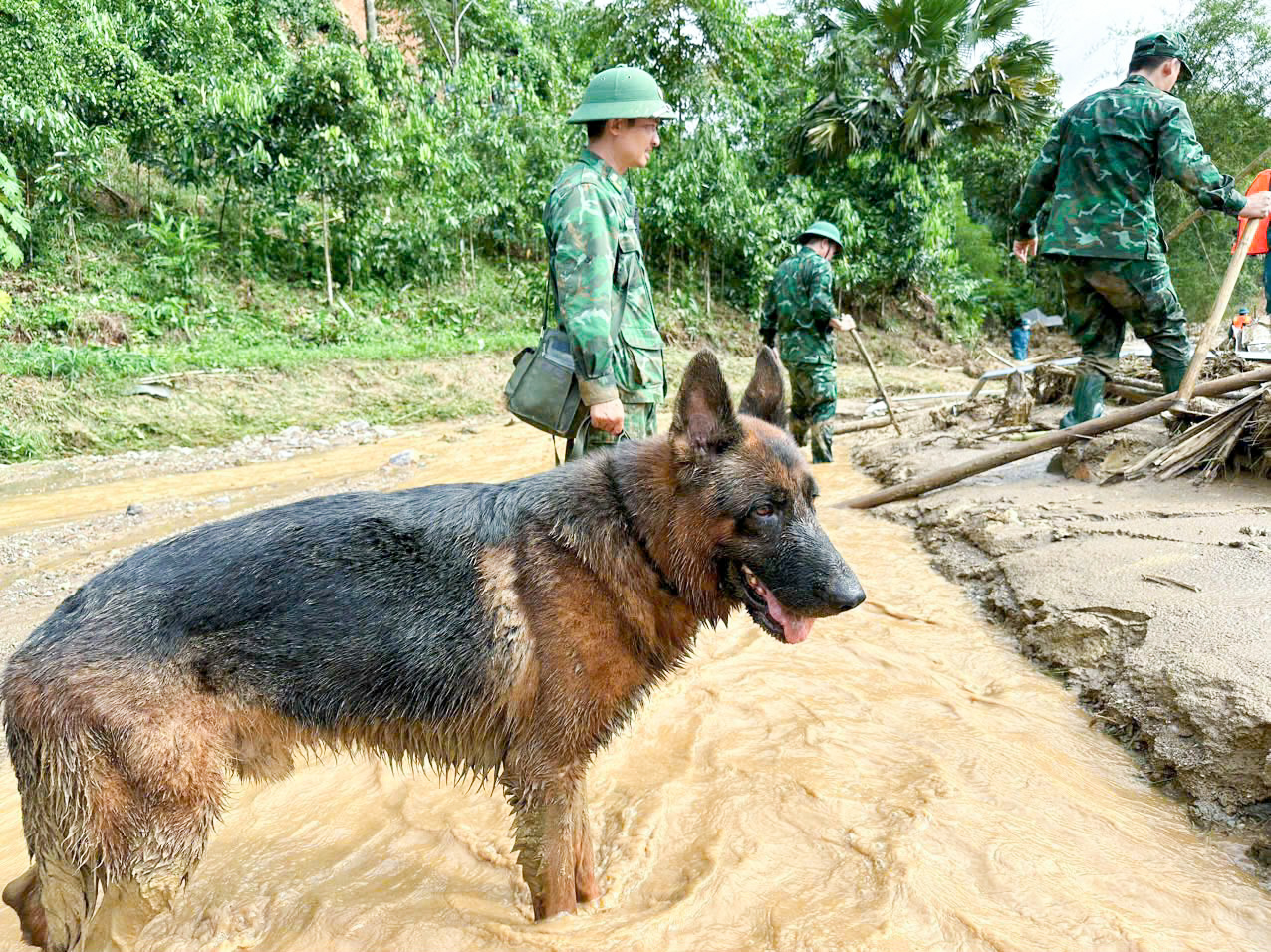 &quot;Chiến sĩ đặc biệt&quot; tham gia tìm kiếm cứu nạn tại Làng Nủ - Ảnh 12.