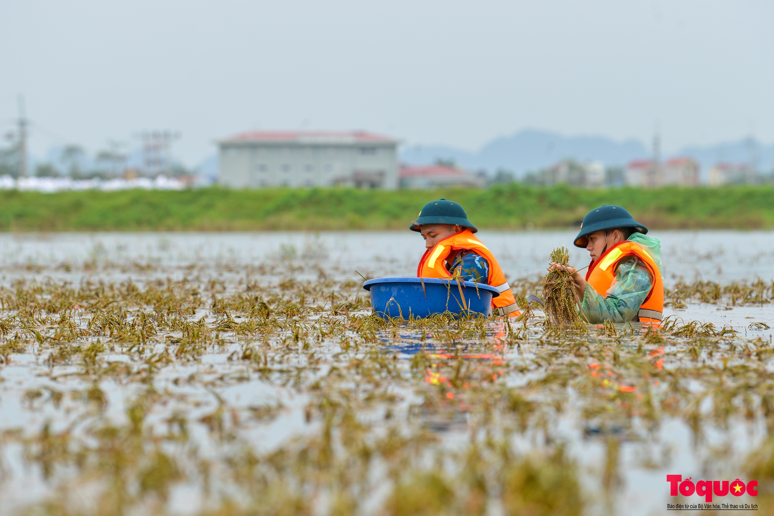 Bộ đội tên lửa Thủ đô ngâm mình gặt lúa giúp dân vùng rốn lũ Chương Mỹ - Ảnh 7.