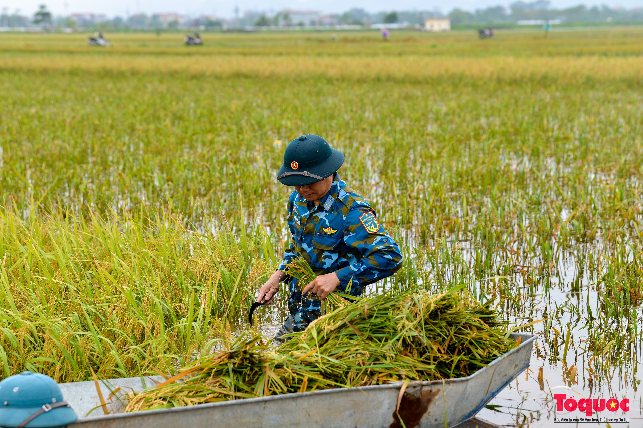 Bộ đội tên lửa Thủ đô ngâm mình gặt lúa giúp dân vùng rốn lũ Chương Mỹ - Ảnh 12.