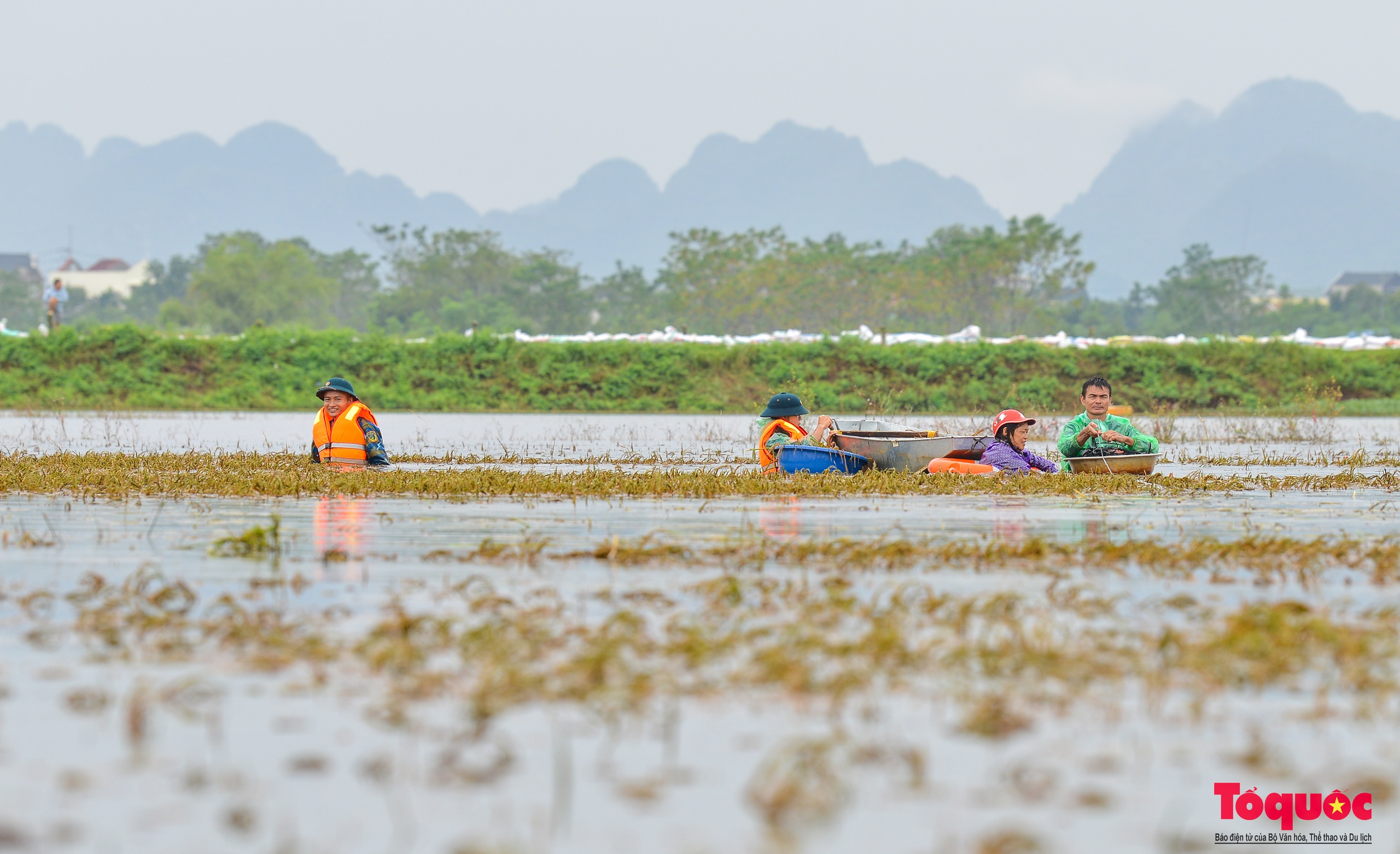 Bộ đội tên lửa Thủ đô ngâm mình gặt lúa giúp dân vùng rốn lũ Chương Mỹ - Ảnh 3.