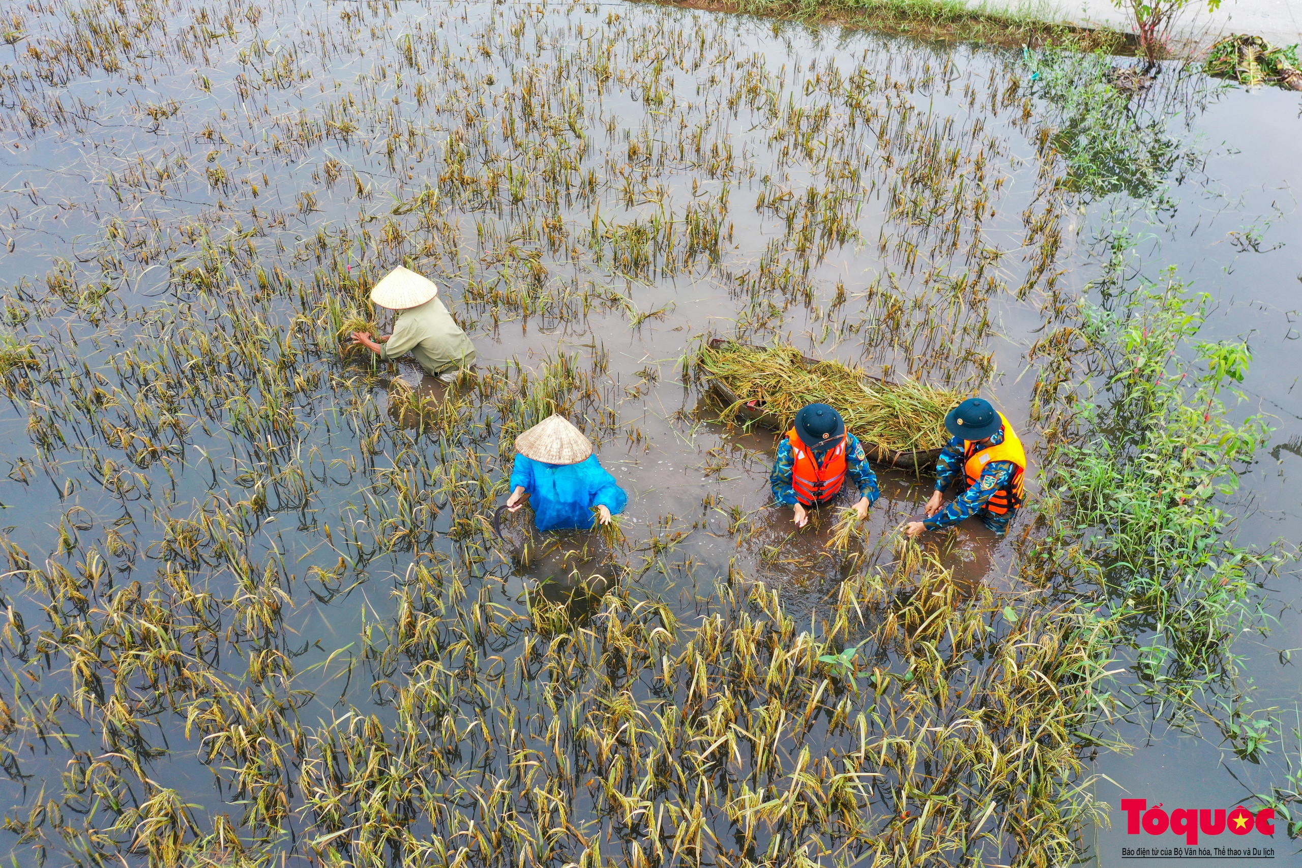 Bộ đội tên lửa Thủ đô ngâm mình gặt lúa giúp dân vùng rốn lũ Chương Mỹ - Ảnh 17.