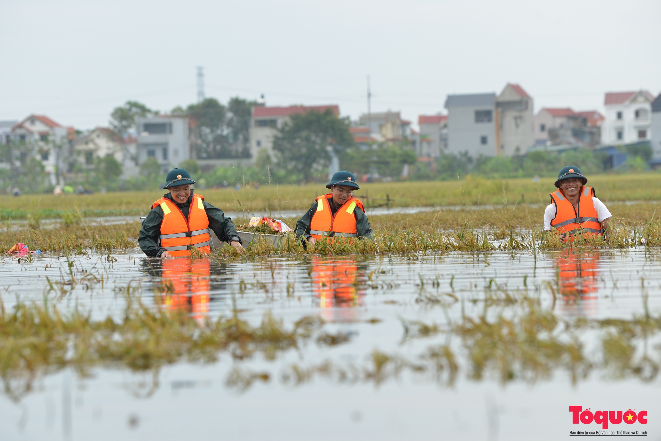 Bộ đội tên lửa Thủ đô ngâm mình gặt lúa giúp dân vùng rốn lũ Chương Mỹ - Ảnh 4.