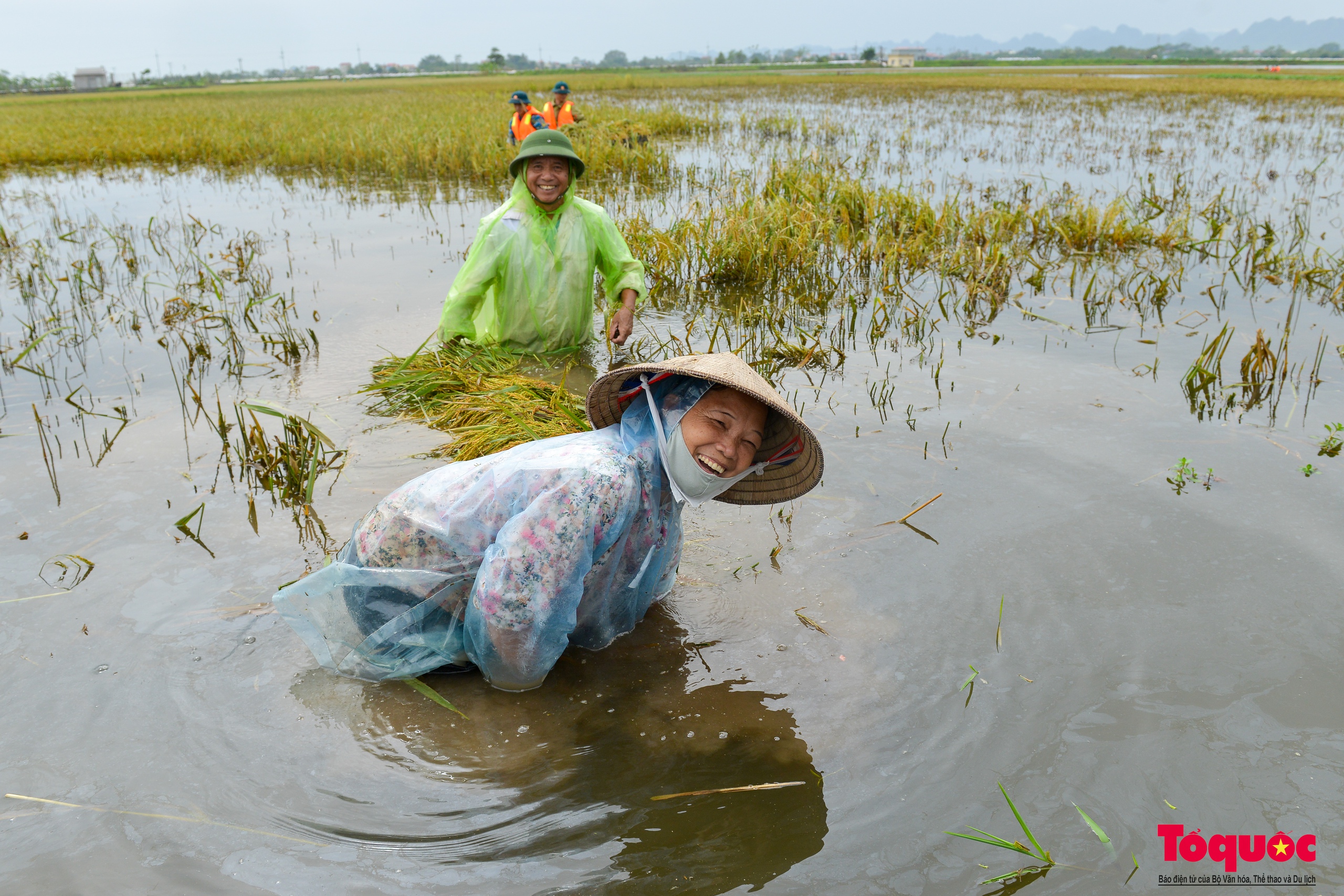 Bộ đội tên lửa Thủ đô ngâm mình gặt lúa giúp dân vùng rốn lũ Chương Mỹ - Ảnh 10.