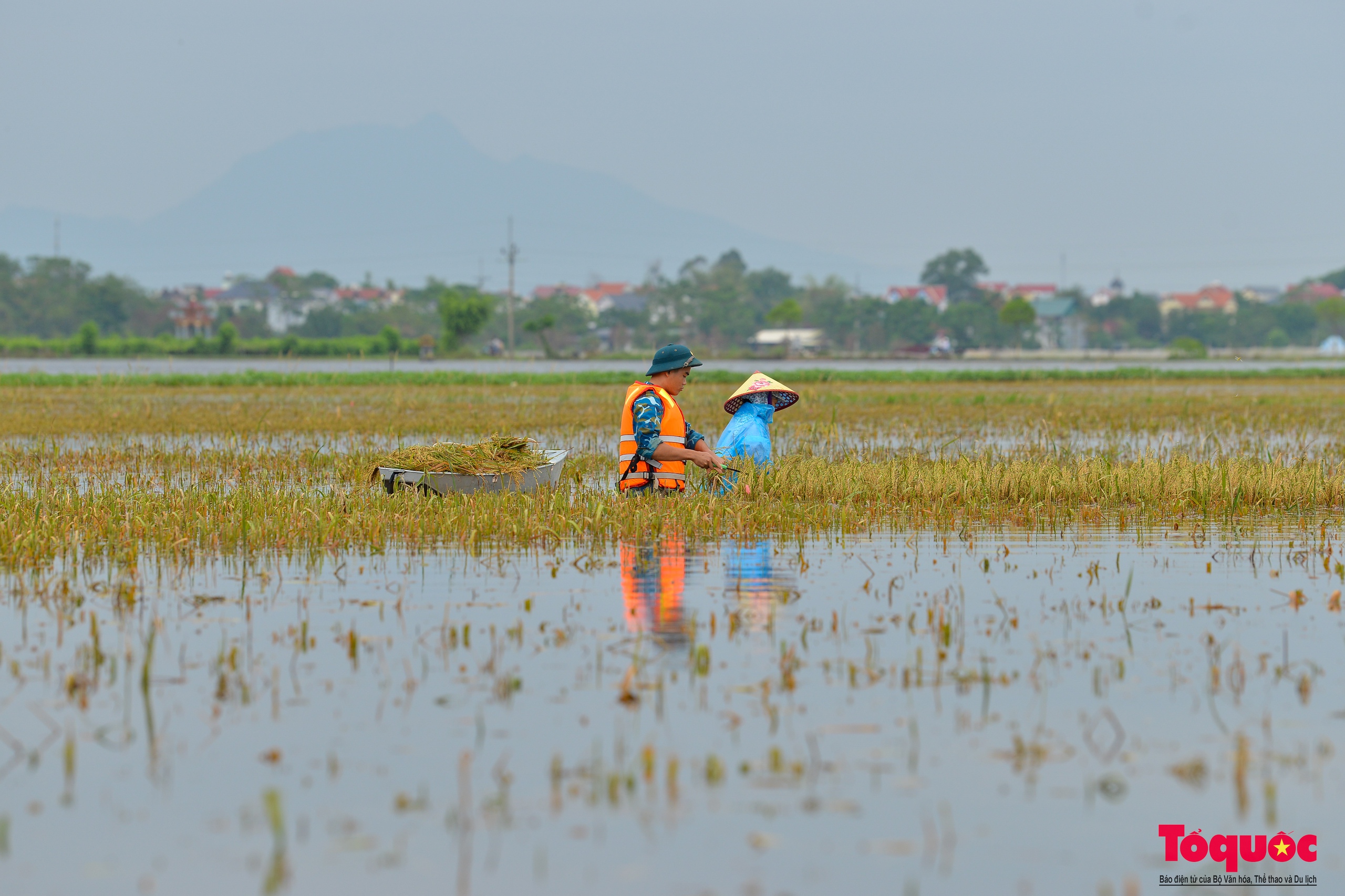 Bộ đội tên lửa Thủ đô ngâm mình gặt lúa giúp dân vùng rốn lũ Chương Mỹ - Ảnh 8.