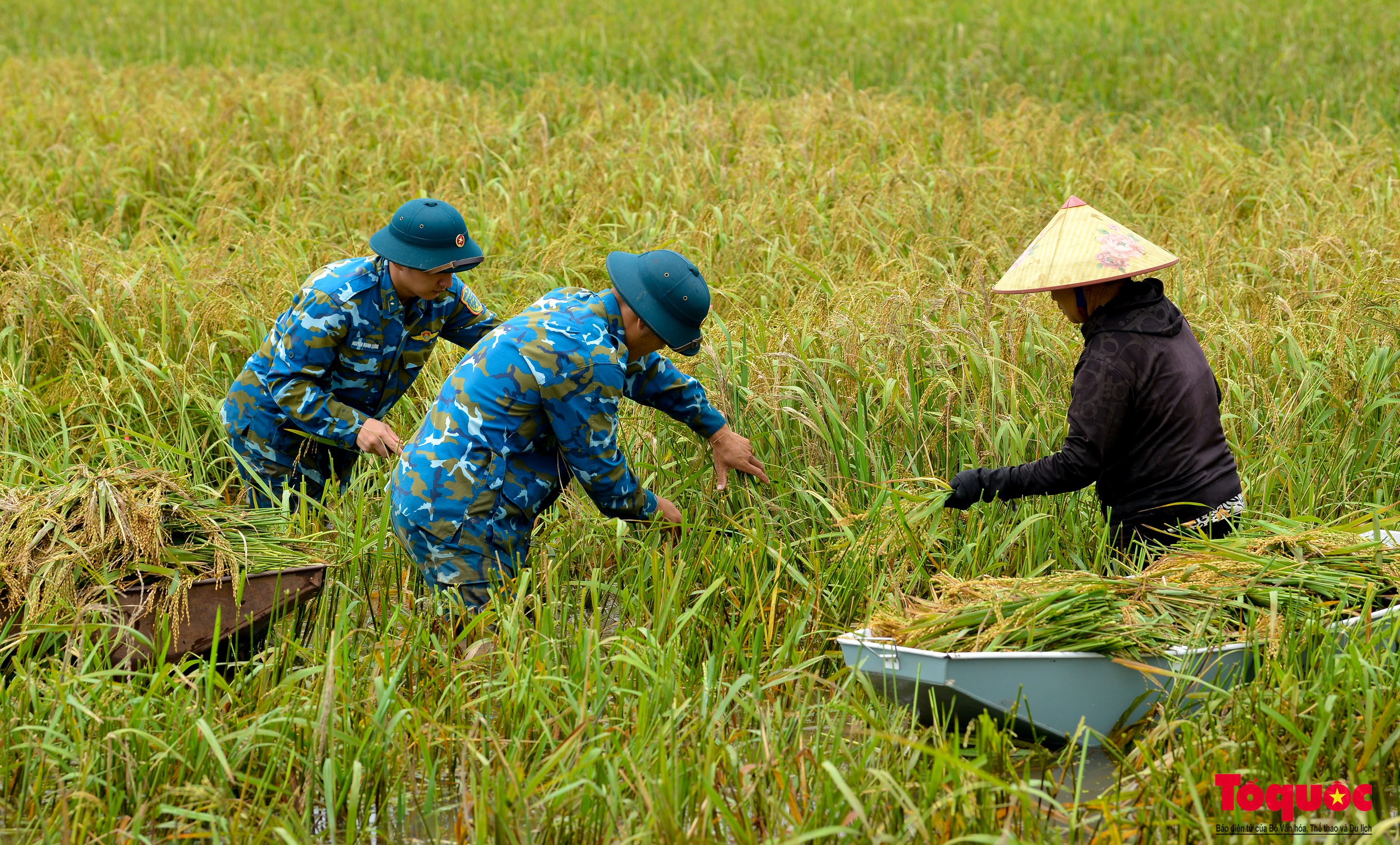 Bộ đội tên lửa Thủ đô ngâm mình gặt lúa giúp dân vùng rốn lũ Chương Mỹ - Ảnh 15.