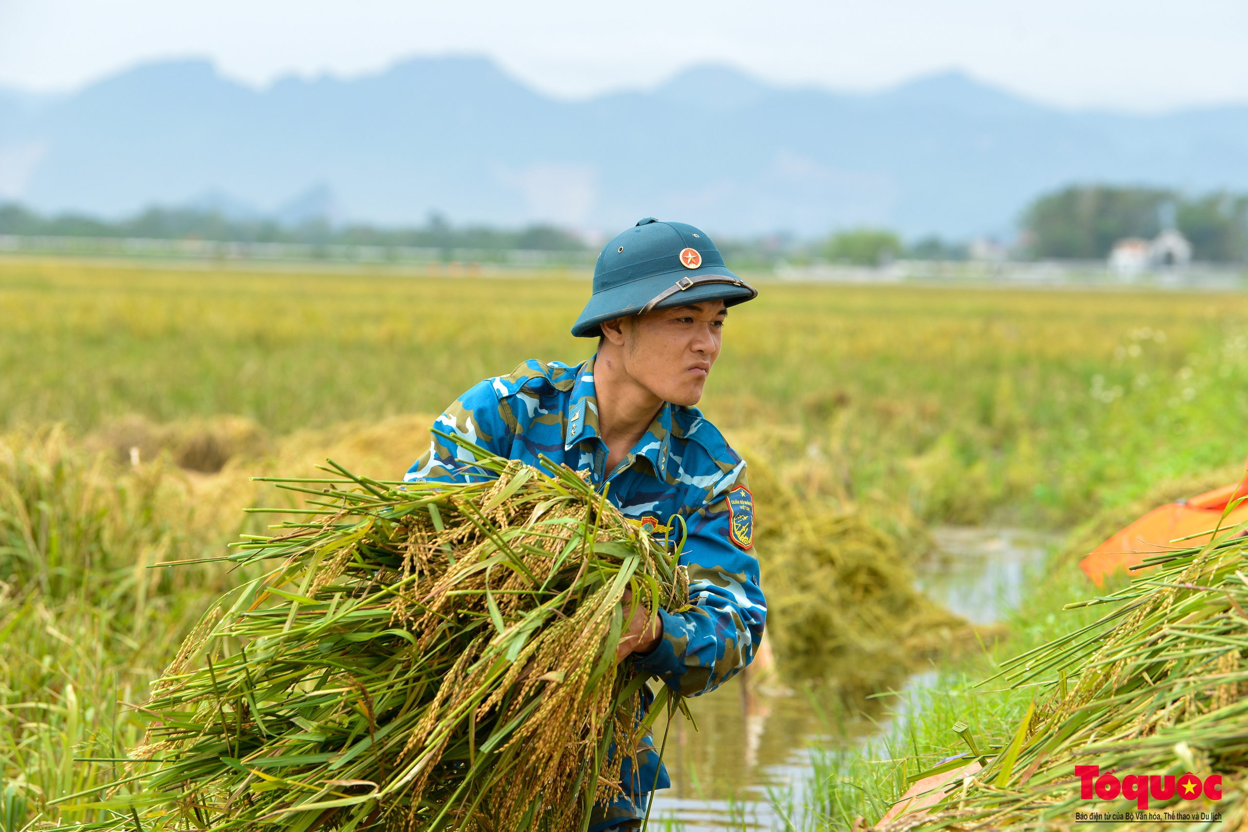 Bộ đội tên lửa Thủ đô ngâm mình gặt lúa giúp dân vùng rốn lũ Chương Mỹ - Ảnh 19.