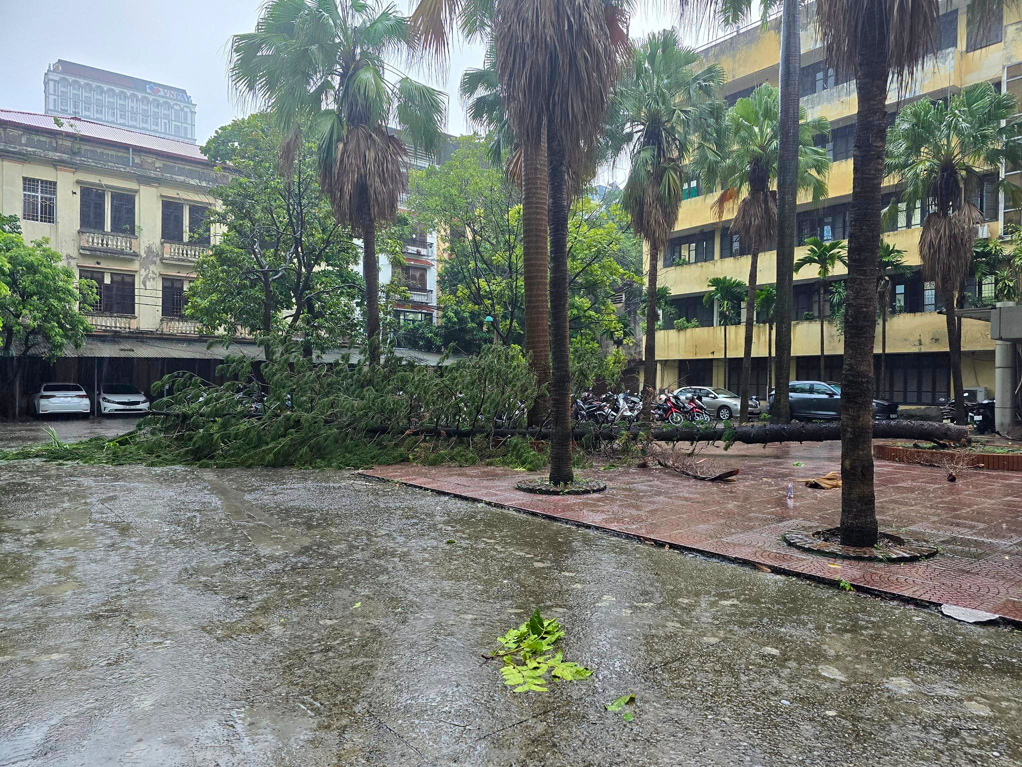 Hà Nội mưa lớn, nhiều cây gãy đổ vào nhiều phương tiện của người dân trước khi bão số 3 đổ bộ - Ảnh 15.