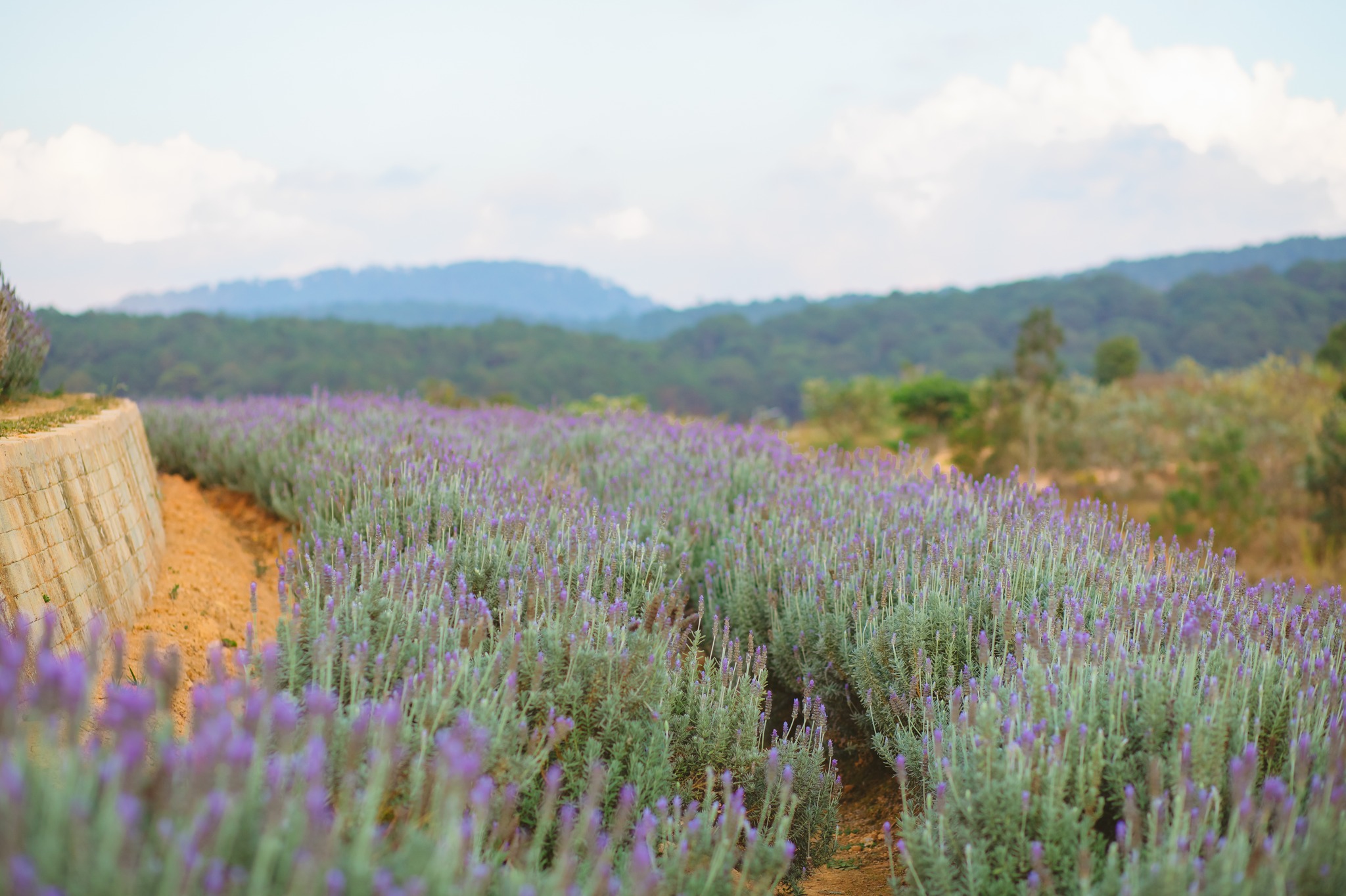 Cánh đồng hoa tỏa hương Lavender thơm ngát uốn quanh Sàn Vọng Cảnh hùng vĩ