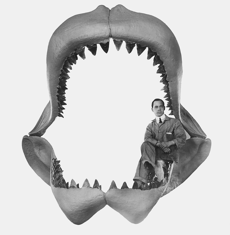 Cá Mập Hình ảnh Sẵn có - Tải xuống Hình ảnh Ngay bây giờ - Cá mập megalodon,  Cá mập, Hình minh họa - iStock