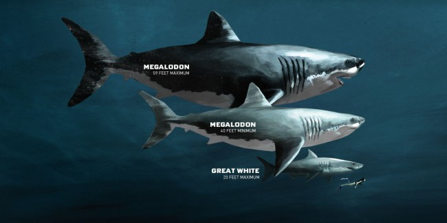 Làm Sao Để Tái Tạo Hình Ảnh Của Cá Mập Siêu Bạo Chúa Megalodon?